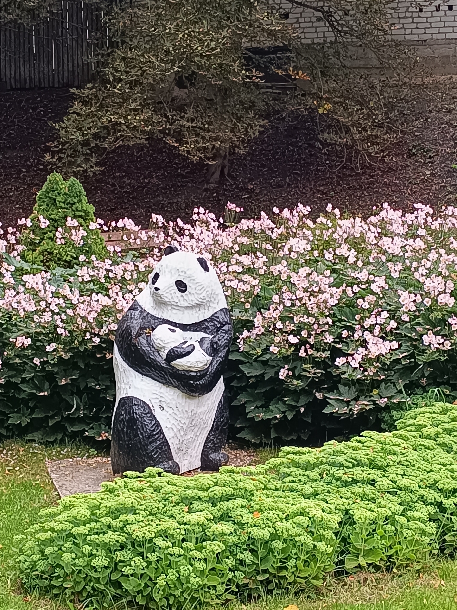 A wooden sculpture of a mother panda holding a cub stands in the foreground of a garden in Aizpute, Latvia. The panda sculpture is black and white, with detailed features. It is positioned on a stone slab, surrounded by lush green ground cover and a bed of small pink flowers. Behind the flowers, a dense bush and a tall, narrow evergreen tree are visible. In the background, a wooden fence and a brick building can be seen. The ground in the background is covered with dark mulch and fallen leaves. The overall scene depicts a peaceful garden setting with a charming panda sculpture as the focal point.
