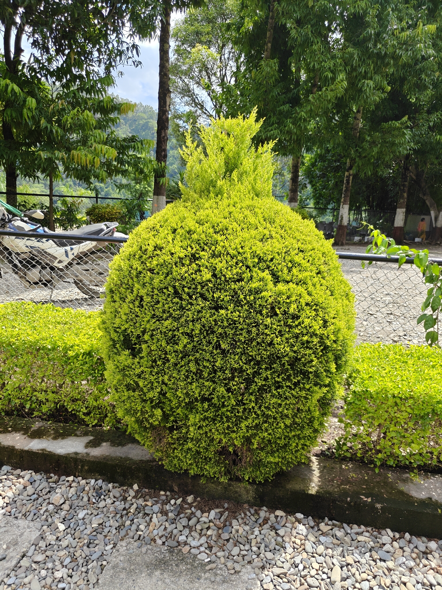 A meticulously shaped, bright green evergreen bush stands prominently in the foreground, its spherical form dominating the center of the image. To its left and right are smaller, similarly manicured green bushes. The foreground is covered with a layer of small, grey, smooth pebbles. A concrete border runs along the base of the bushes, separating them from the pebbled area. In the background, a metal chain-link fence runs horizontally, behind which a section of a motorcycle is visible. Beyond the fence, lush green trees with tall, slender trunks create a dense backdrop. The environment appears to be an outdoor setting, possibly a garden or park in the city of Ichchhakamana, Nepal, with a hint of a hilly landscape visible through the trees. The lighting suggests it is daytime, with the sun casting shadows. There are no people visible in the frame.
