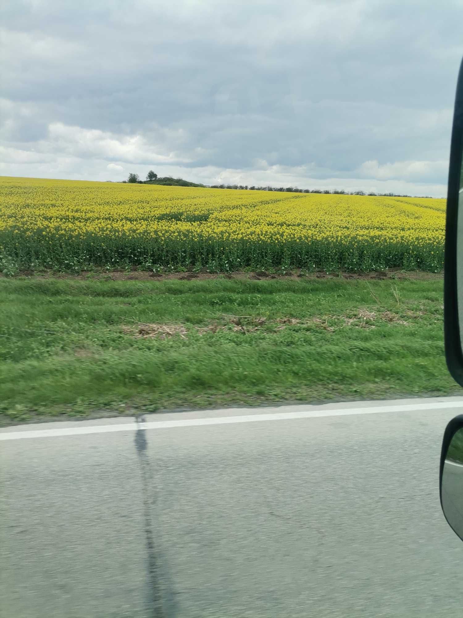 The image depicts a landscape observed from a moving vehicle, likely a car or truck, based on the presence of a side mirror visible on the right side of the frame. The foreground consists of a gray asphalt road with a white lane marking. Adjacent to the road is a strip of green grass. Beyond the grass lies a vast field of bright yellow flowering plants, likely rapeseed, stretching towards the horizon. In the distance, a line of trees is barely discernible against a backdrop of cloudy, overcast sky. There are no visible people in the scene. While the location is stated to be Izvorsko, Bulgaria, the image itself does not provide definitive evidence to confirm this, only the typical landscape of a rural or agricultural area.