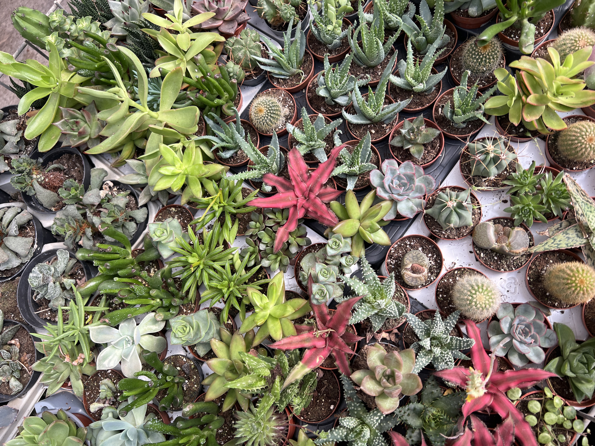 The image shows a high-angle view of numerous potted succulents and cacti displayed closely together. The plants vary in size, shape, and color, ranging from green and gray to red. They are arranged in small terracotta-colored pots. The succulents include rosette-shaped varieties, spiky aloes, and plump, rounded types. Small cacti are also present, some with visible spines. The plants appear to be on a white surface, possibly a display table or shelf, and seem to be located in the city of Zvulun Regional Council, Israel.