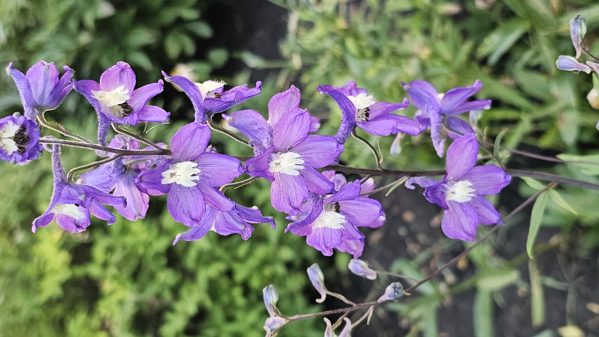 A vertical close-up shot features a stalk of delphinium flowers in bloom, their vibrant purple petals contrasting with the soft green foliage in the background. The flowers are clustered along the stem, with some fully open and others in bud. The focus is sharp on the flowers, with the background blurred, creating a bokeh effect. The lighting suggests it's daytime, possibly overcast given the diffused light. This scene is located in the city of Romanovka, Russia.