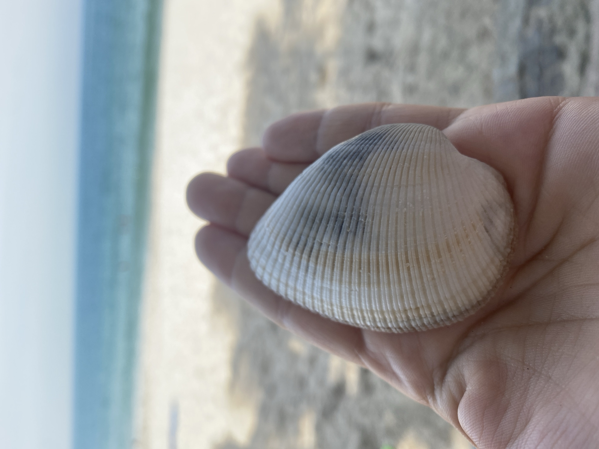 In Phu Thuy Ward, Vietnam, a person's palm gently cradles a small, ridged seashell. The seashell is predominantly white with faint tan lines and a darker, greyish band across its upper portion. Behind the hand and shell, the scene transitions to a sandy beach with dappled shadows cast by unseen trees. Further in the background, the calm, turquoise ocean meets a pale blue sky. The overall impression is one of peaceful contemplation of nature's simple beauty.