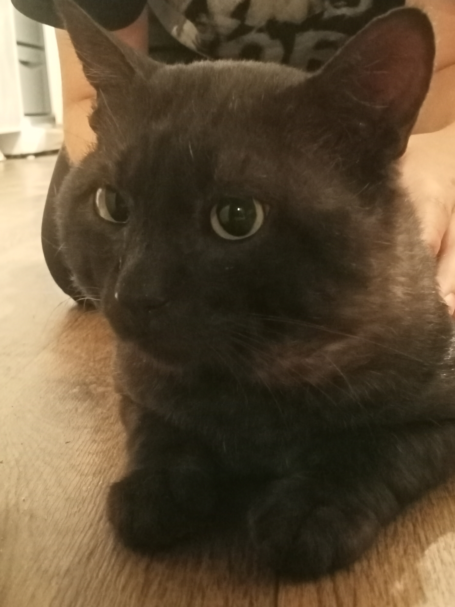 A close-up shot shows a fluffy black cat with large green eyes lying on a wooden floor. The cat's face is the primary focus, with its ears and whiskers clearly visible. In the background, a person's arm and shoulder are visible, suggesting the cat is being held or petted. The lighting is soft, creating a warm and intimate atmosphere. The scene appears to be indoors, likely in a home, but there are no specific details that would allow for pinpointing the location in Sokuluk, Kyrgyzstan.