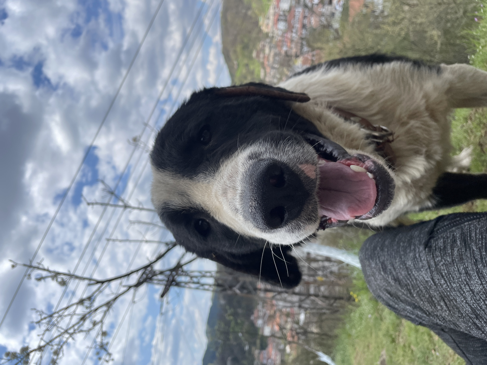 A close-up, low-angle shot features a happy black and white dog looking directly towards the camera with its mouth open and tongue out, suggesting panting or excitement. The dog's prominent black nose and whiskers are clearly visible, and it wears a brown collar around its neck.
The background primarily consists of a partly cloudy blue sky, across which several power lines extend. A thin, bare tree branch with small buds is visible on the left side of the frame, silhouetted against the sky. Below the sky, a distant mountainous or hilly landscape is dotted with numerous buildings, indicative of a village or town, consistent with Zlatograd, Bulgaria.
In the bottom right portion of the image, part of a person's leg, clad in dark grey textured pants, is visible, suggesting interaction with the dog. Green grass and patches of ground are also present in the background. The scene is outdoors, taking place during the daytime under cloudy conditions, conveying a cheerful and playful mood from the dog. No text is visible in the media file.