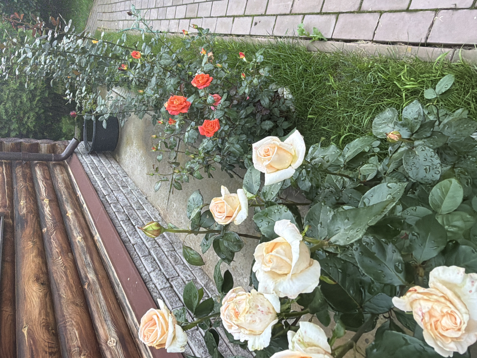 In the city of Chaikovsky, Russia, a close-up, eye-level shot captures a garden path of light brown paving stones adjacent to a wooden log cabin. The cabin features a dark brown downspout leading to a black plastic water barrel. A variety of rose bushes are in bloom. In the foreground, several pale peach and white roses with water droplets on their petals are prominent. Behind them, a bush of bright orange roses is visible, along with numerous buds. The ground is covered in lush green grass, also showing signs of recent watering. The image is characterized by natural lighting, indicating it was taken outdoors during the day, likely in overcast or rainy conditions, given the water droplets on the plants. There are no people or animals present in the scene.