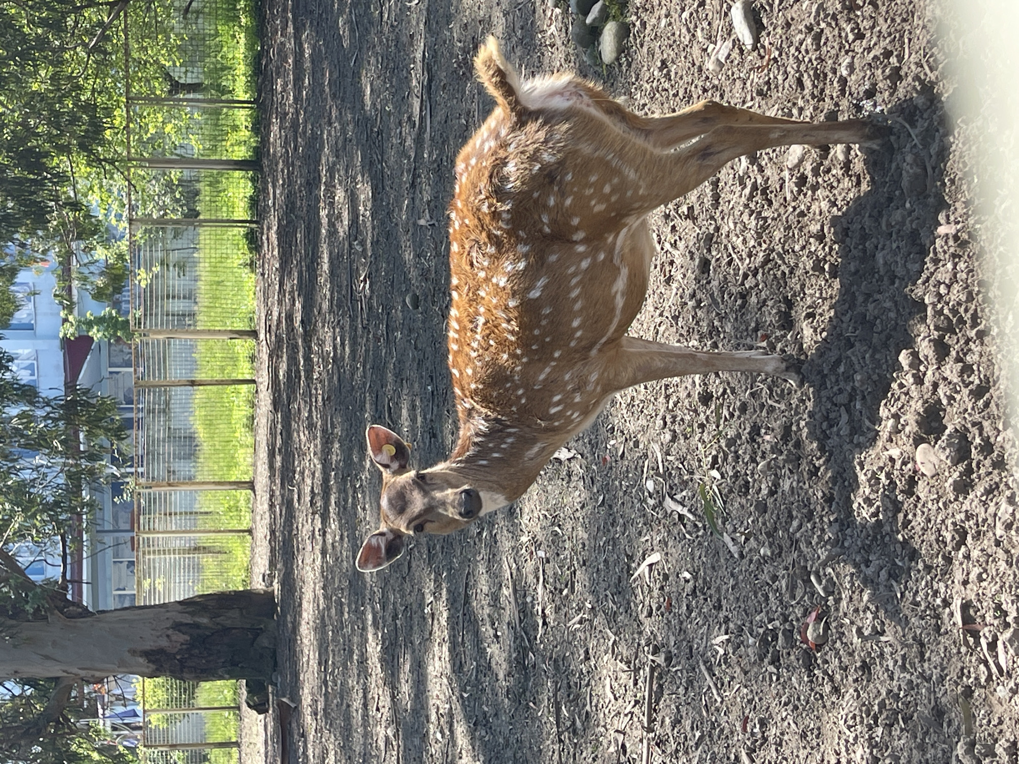A spotted deer stands in a dirt enclosure. The deer is brown with white spots. It has a yellow ear tag. In the background is a tree, a fence, and a building. This scene takes place in Batumi, Georgia.