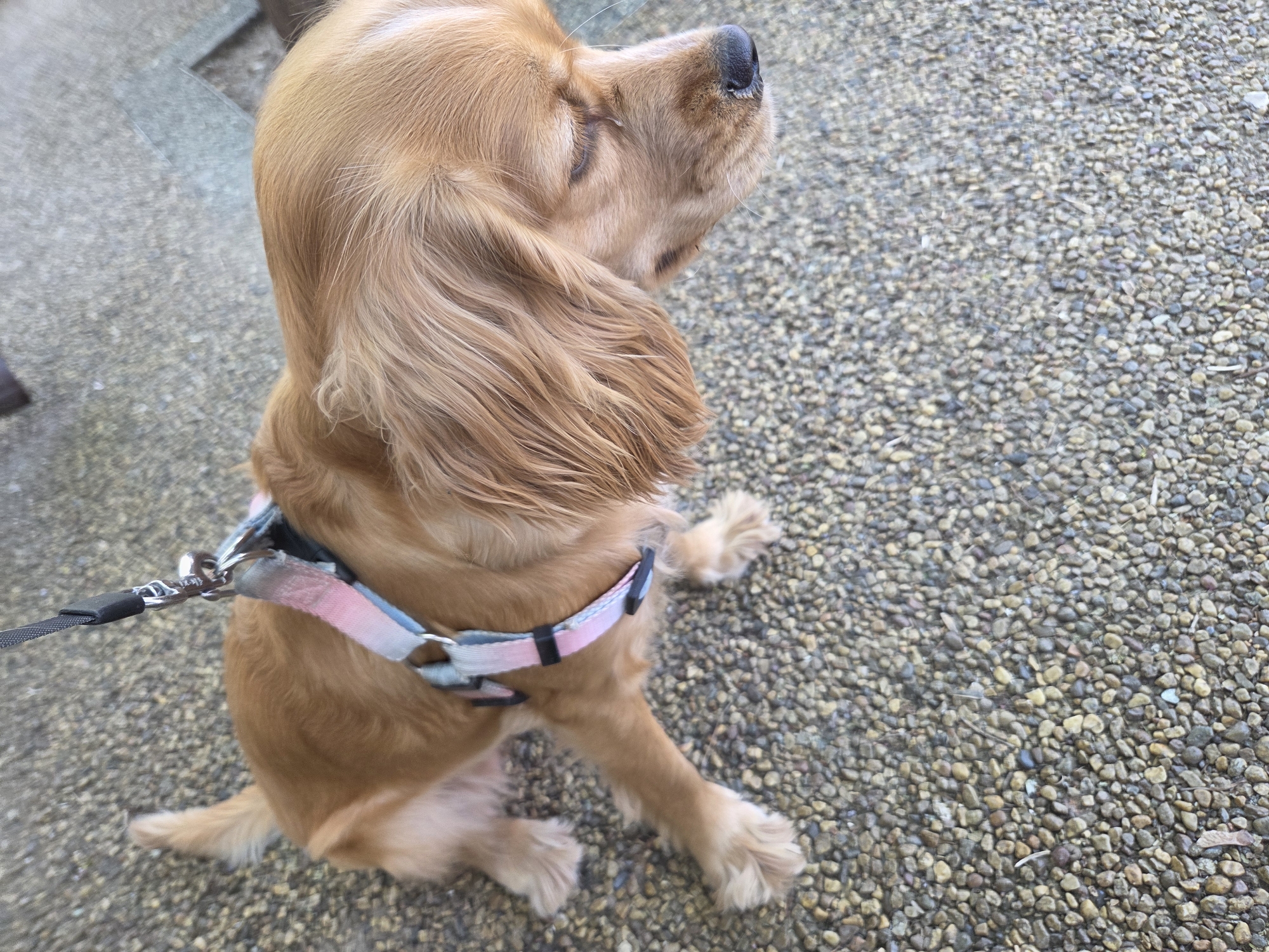 A light brown or golden-colored dog, likely a Cocker Spaniel or a similar breed with long, wavy fur, is captured from a high-angle perspective. The dog is sitting or resting on an outdoor exposed aggregate ground surface, composed of numerous small, multi-toned pebbles.
The dog is equipped with a fabric harness featuring a pastel color scheme of pink, blue, and white, secured by black buckles. A black leash, attached via a silver metal clip, extends from the harness towards the left side of the frame.
The dog's head is tilted upwards and turned towards the right, away from the camera. Its eyes appear closed or squinted, suggesting a moment of relaxation, possibly enjoying the sun or intently sniffing the air. Its black nose is visible as it points skyward. The dog's characteristic long, flowing fur is prominent around its ears and neck.
The setting is outdoors, on what appears to be a paved pathway or ground area. In the upper left background, a glimpse of a smoother, lighter gray concrete surface can be seen, possibly part of a step or adjacent path. The overall mood conveyed is calm and peaceful. There is no visible text in the image.