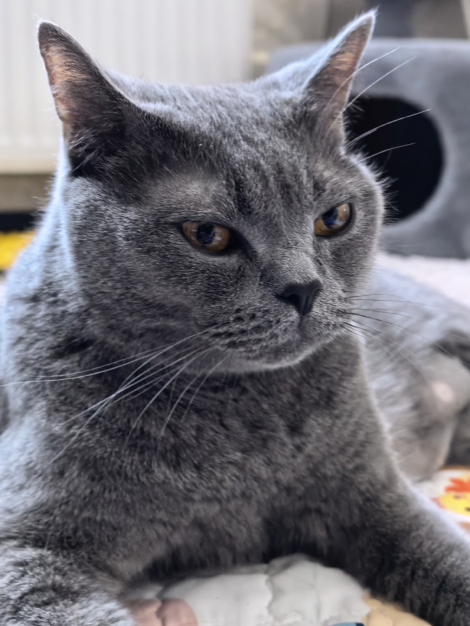A grey British Shorthair cat is lying down, with its head in focus and looking slightly to the right. The cat has amber eyes and grey fur. Part of a grey cat house is visible in the blurred background. The cat is on a bed with white and patterned covers. The location is Unknown, Unknown.