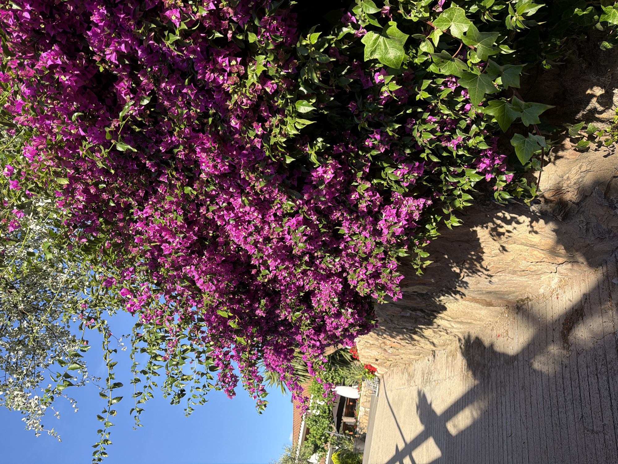 This image captures a vibrant, sun-drenched outdoor scene, likely in Mont-roig del Camp, Spain, showcasing a profusion of flora and architectural elements. The dominant feature is a dense, cascading display of brilliant magenta or fuchsia bougainvillea flowers, heavily laden with green leaves, occupying a significant portion of the upper and central frame. Interspersed with the bougainvillea, particularly towards the top and left, is another type of foliage, characterized by lighter green or silvery leaves, contrasting against a clear, azure blue sky.
Below the lush vegetation, a textured, light brown stone wall or natural rock formation forms a transition to a concrete pathway or road at the bottom. Sharp, elongated shadows, cast by the overhead plants and possibly nearby structures, stretch across both the stone surface and the pathway, indicating bright, direct sunlight, suggesting either morning or late afternoon. In the background, partially visible through the foliage, are glimpses of traditional buildings with red-tiled roofs, white walls, and some potted red flowers, contributing to a charming Mediterranean village aesthetic. No individuals or visible text are present in the scene. The overall impression is one of warmth, tranquility, and natural beauty.