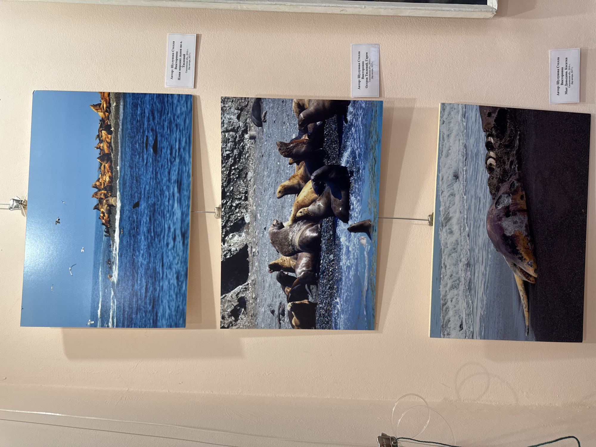 The image displays three framed photographs mounted on a light pink wall. The photographs are vertically aligned, with a small white caption card placed below each one.
The top photograph shows a rocky island in the ocean with a large colony of seals, possibly walruses, basking in the sun. Several seagulls are flying in the bright blue sky. The water is a deep blue, and there are whitecaps on the waves. The caption card reads: "Автор: Щулунова Стелла Викторови. Пляж морской тюленей на о. Тюлений. Сахалинская обл., 2016 г. Двр автора, 2017 г." This translates to: "Author: Shulunova Stella Viktorovna. Sea lion beach on Tyuleniy Island. Sakhalin region, 2016. Author's print, 2017."
The middle photograph depicts a group of seals resting on a pebbled beach with the ocean in the foreground. The seals are of various sizes and colors, and some are partially submerged in the water. The environment appears rocky and rugged. The caption card reads: "Автор: Щулунова Стелла Викторовна. Остров Тюлений, Гарем. Сахалинская обл., 2016 г. Двр автора, 2017 г." This translates to: "Author: Shulunova Stella Viktorovna. Tyuleniy Island, Harem. Sakhalin region, 2016. Author's print, 2017."
The bottom photograph shows a dead marine animal, possibly a whale or large seal, washed ashore on a black sand beach. The carcass is decomposed and covered in sand. The ocean waves are breaking in the background. The caption card reads: "Автор: Щулунова Стелла Викторовна. Мыс Давыдова, Косатка. Сахалинская обл., 2016 г. Двр автора, 2017 г." This translates to: "Author: Shulunova Stella Viktorovna. Cape Davydov, Killer Whale. Sakhalin region, 2016. Author's print, 2017."
The image does not explicitly mention the city of Poronaysk, Russia. However, the captions indicate locations in the Sakhalin region of Russia, which includes islands like Tyuleniy Island and geographical features like Cape Davydov. These are remote locations known for their marine wildlife. The photographs appear to be part of an exhibition, suggested by the framing and the wall mounting. There are no people visible in the photographs or in the immediate vicinity of the display. The overall scene is one of a gallery or exhibition space.