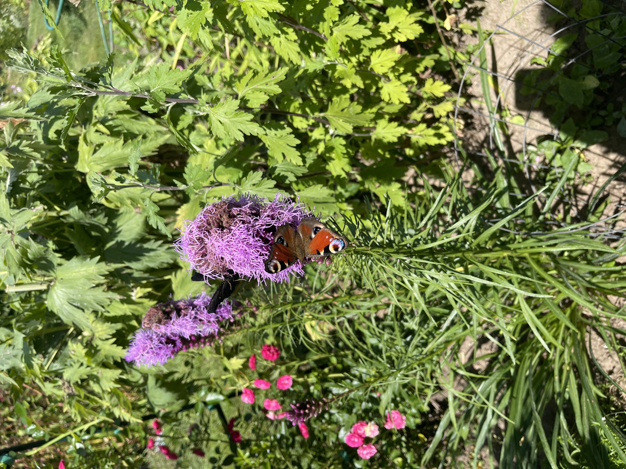 A peacock butterfly is perched on a purple Liatris flower. The butterfly's wings are open, displaying its distinctive eye spots and orange and black markings. The Liatris flower is a cluster of small, fuzzy purple blooms. In the background, green foliage and some smaller pink flowers are visible. The scene appears to be a garden in the city of Швабскі сельскі Савет, Belarus, on a sunny day.