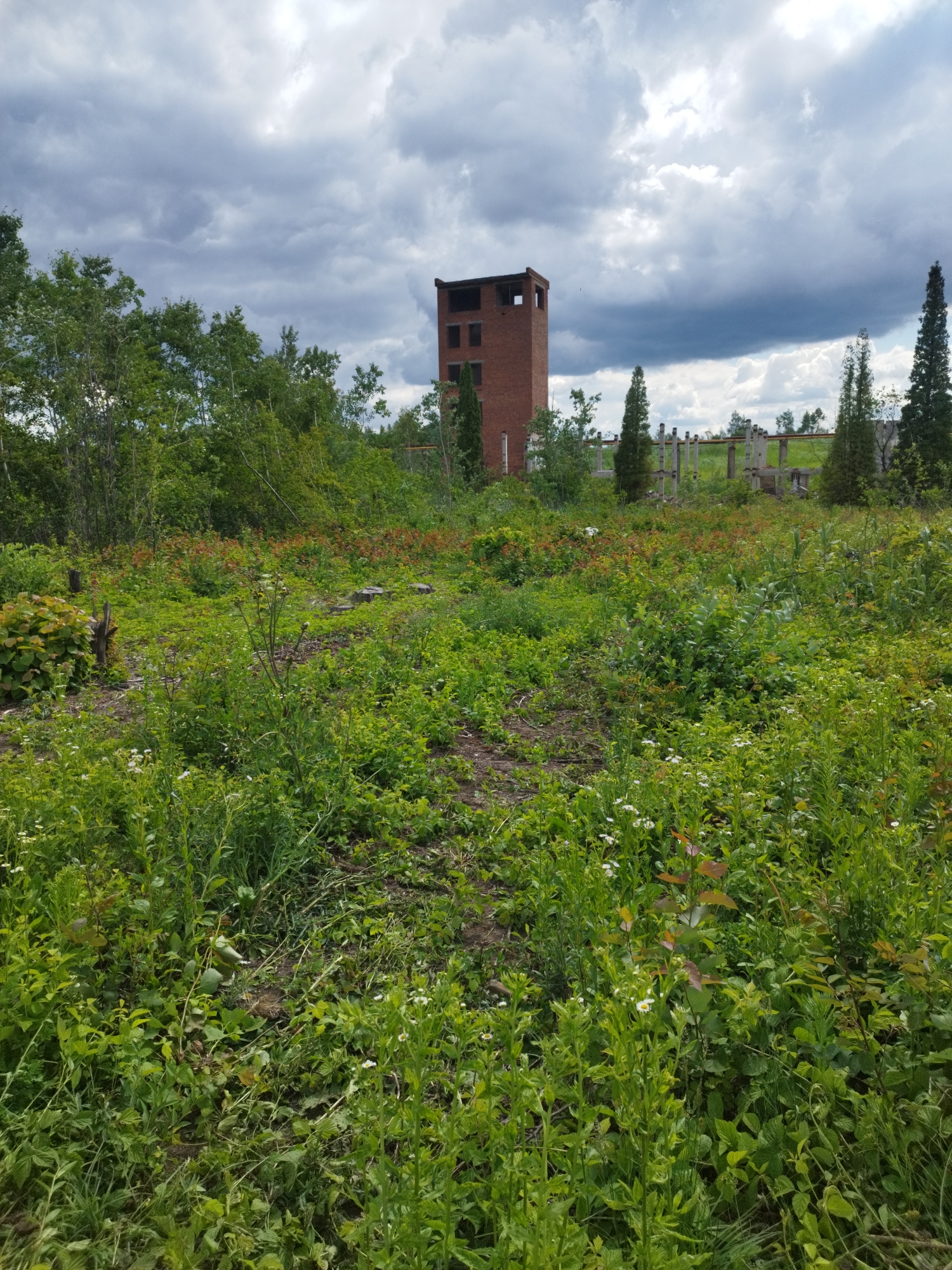An exterior, ground-level, vertical shot depicts a landscape in Rozdil, Ukraine, under a cloudy sky. In the background, a multi-story brick tower stands with open windows, suggesting an abandoned structure. Surrounding the tower, a field is overgrown with various green plants, grasses, and small white flowers. Scattered among the foliage are remnants of concrete structures, possibly part of a former industrial site, and a few scattered tree stumps. The overall impression is one of nature reclaiming a developed area.