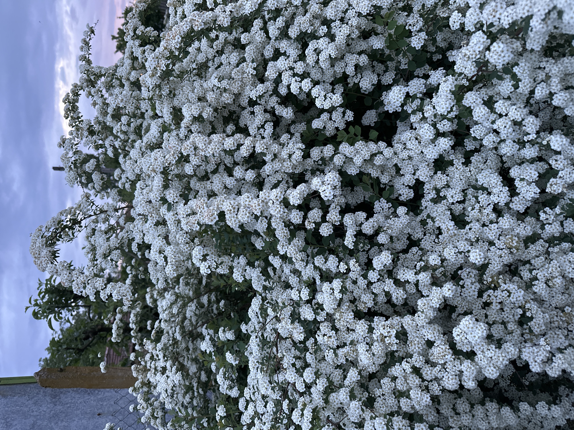 The image depicts a large bush covered in small white flowers. The bush is densely packed with blooms, obscuring most of the foliage. The background shows a glimpse of a sky with hues of pink and purple, suggesting either sunrise or sunset. The setting appears to be outdoors, possibly in a garden or park in Lehchevo, Bulgaria. A concrete post or low wall is visible in the lower left corner.