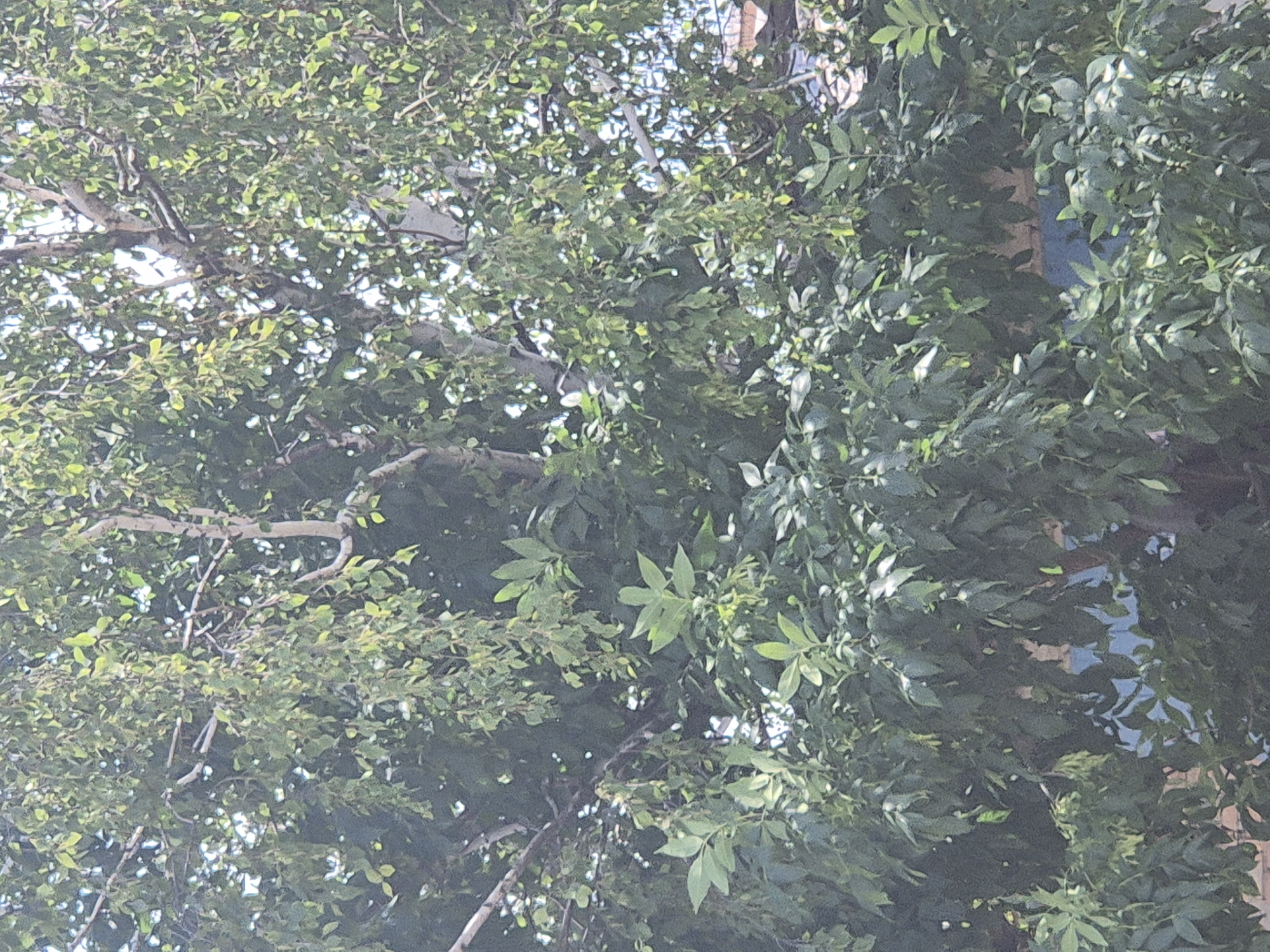 The image is a close-up, slightly blurred view of dense green foliage of a tree with a visible light-colored trunk. Sunlight filters through the leaves, creating bright spots and shadows. In the background, partially obscured by leaves, is a building with some reddish-brown elements and a blue surface that appears to be a window or structure. The setting is outdoors, suggesting a natural or semi-urban environment.