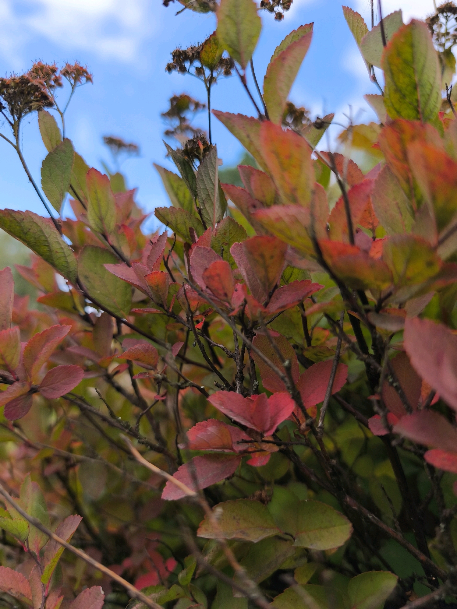 The image is a close-up, low-angle shot of a shrub with leaves in various stages of autumn color, ranging from green to red and yellow. The leaves are serrated and have visible veins. Some dried seed heads are also present on thin stems extending above the foliage. The background is a bright blue sky with wispy white clouds. The setting appears to be outdoors, likely a park or garden, but specific details about the city of Mahilyow, Belarus, are not discernible from the image itself. There are no people, animals, or specific structures visible. The focus is entirely on the natural elements of the shrub and the sky.