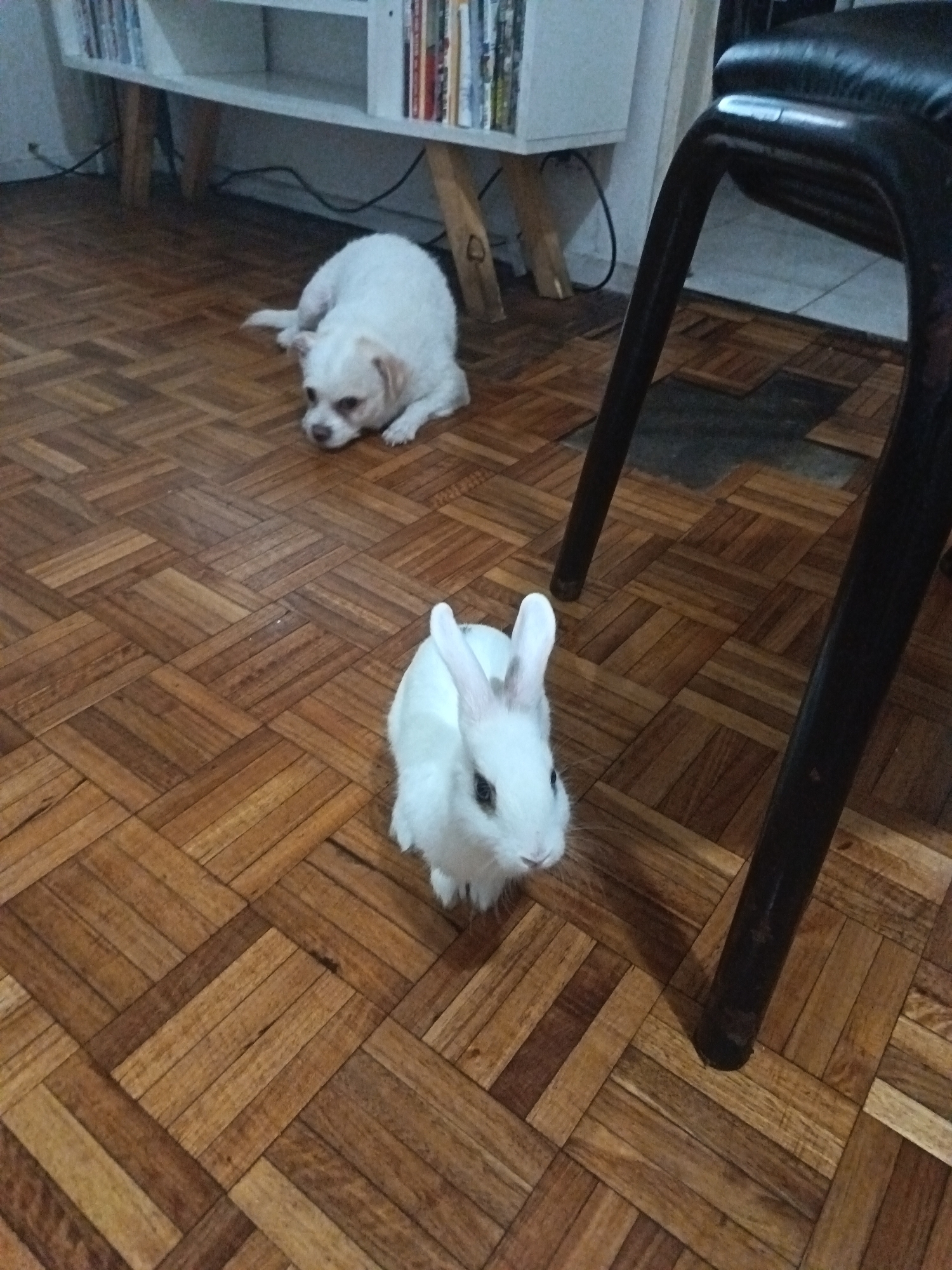 The image depicts a white rabbit and a white dog on a wooden parquet floor. The floor appears to be in a room with a white shelf holding books and a black chair. The location is most likely indoors in the city of Buenos Aires, Argentina.