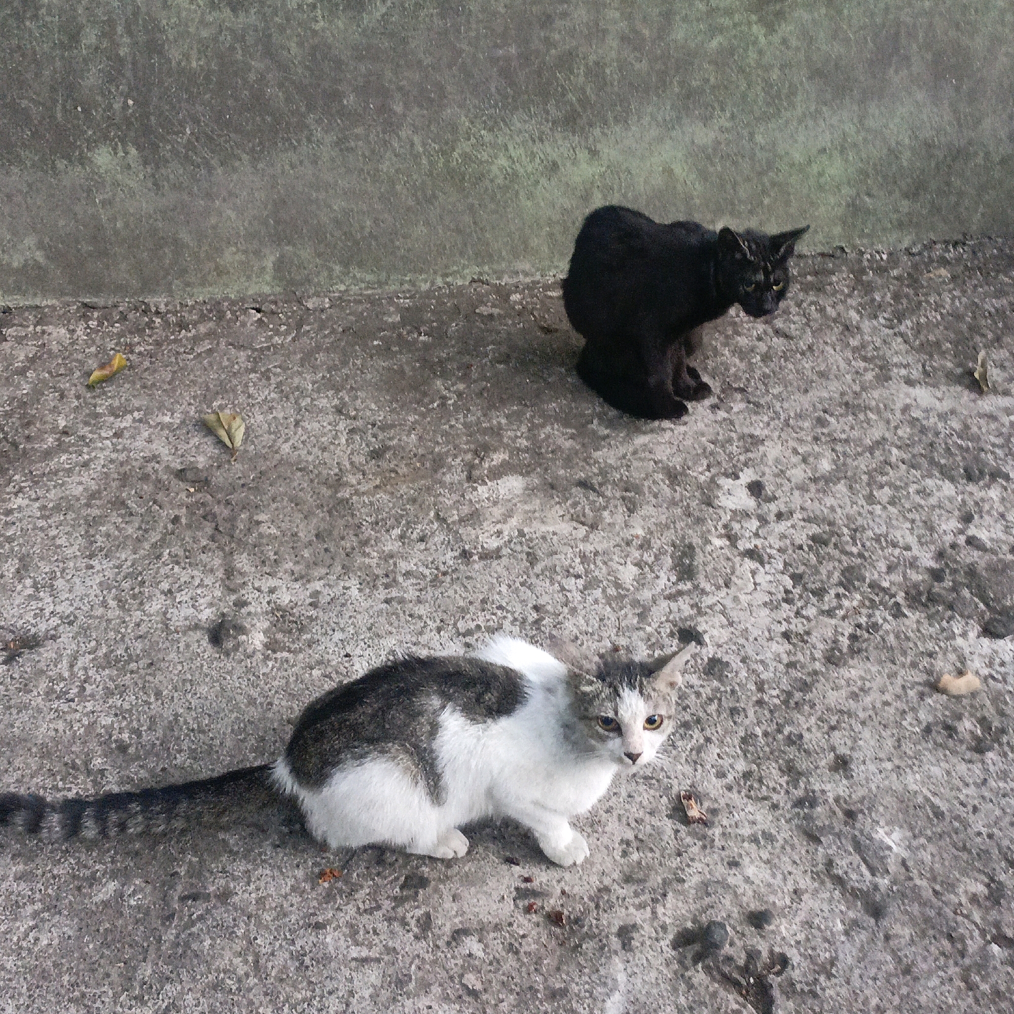 Two cats are on a concrete surface in front of a grey wall. In the foreground, a white cat with grey patches is sitting and looking towards the camera. Its tail is extended to the left. Behind it, to the right and further up, a black cat is crouched and looking to the left. The concrete ground has scattered leaves and debris. The wall in the background is textured and appears weathered. The scene is consistent with an outdoor urban environment, potentially a courtyard or alleyway in Salatiga, Indonesia, given the subject matter and common street cat presence in Indonesian cities.