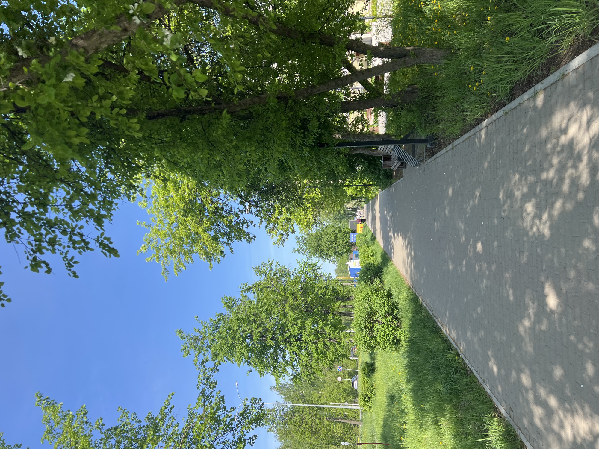 The image depicts a paved walkway in Chaikovsky, Russia, flanked by trees and greenery under a clear blue sky. The walkway is constructed of gray pavers, casting shadows from the trees above. Trees line both sides of the path, with grass and foliage visible between the trees and the walkway. In the distance, hints of buildings and structures are visible, suggesting an urban or suburban setting. People are walking down the walkway in the distance. A bench is visible along the path. The angle of the image is taken at eye level and appears to be rotated.