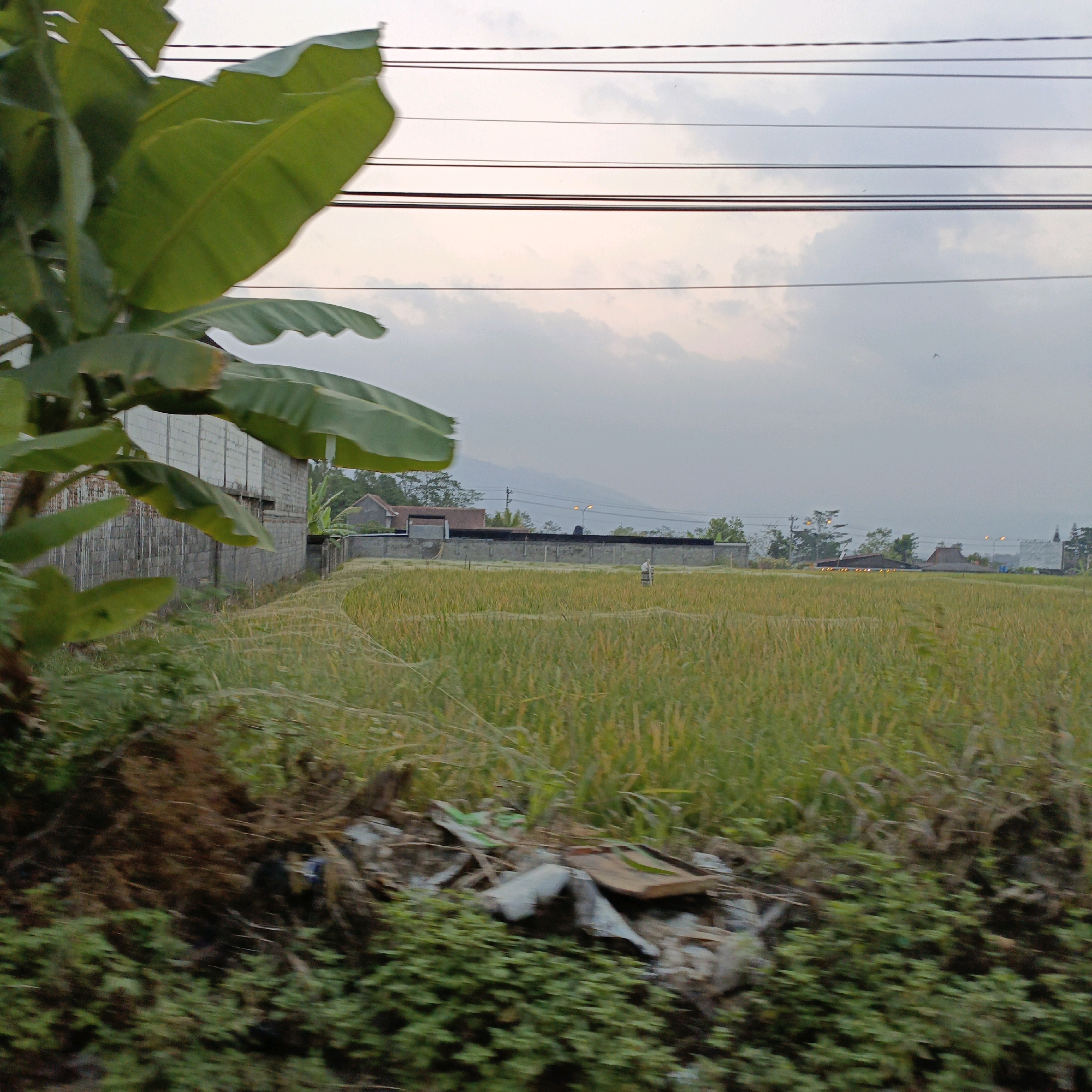 In Salatiga, Indonesia, this image captures a rural landscape with a rice paddy in the mid-ground. A low, grey concrete wall runs horizontally across the scene, separating the foreground from the paddy. To the left of the wall, a section of a building constructed with grey concrete blocks is visible. In the foreground, lush green vegetation and some scattered debris are present. The rice paddy is a dominant feature, displaying a textured expanse of green and yellow stalks. Beyond the paddy, a range of mountains forms the distant horizon under a pale sky with scattered clouds. Overhead, a series of dark power lines are strung across the frame, interrupting the sky. A solitary, vaguely human-shaped figure, possibly a scarecrow or a person, stands in the middle of the rice field. Several structures, including houses with distinctive sloped roofs and a prominent streetlamp, are visible in the middle distance, nestled among trees. The overall scene suggests a transitional area between a built environment and agricultural land, potentially on the outskirts of the city.