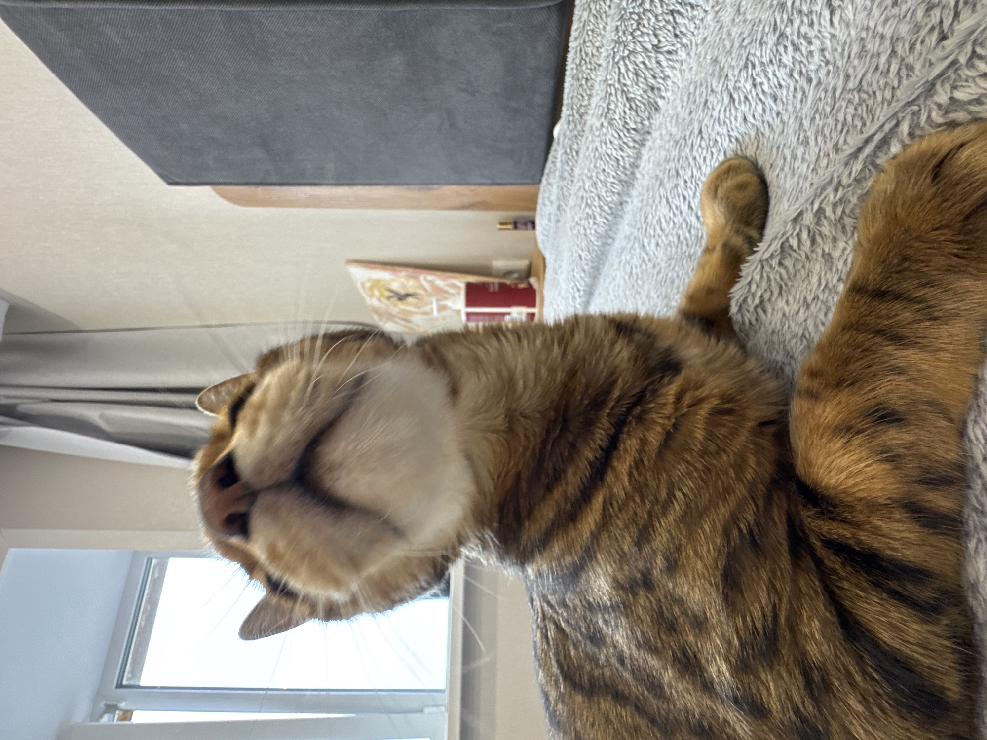 A close-up, low-angle shot features a tabby cat lying on a light gray, textured blanket. The cat's head is near a window with white frames. A gray object is partially visible above the cat, and there are miscellaneous items on a shelf in the background. The scene is indoors. No city is discernible from this image.