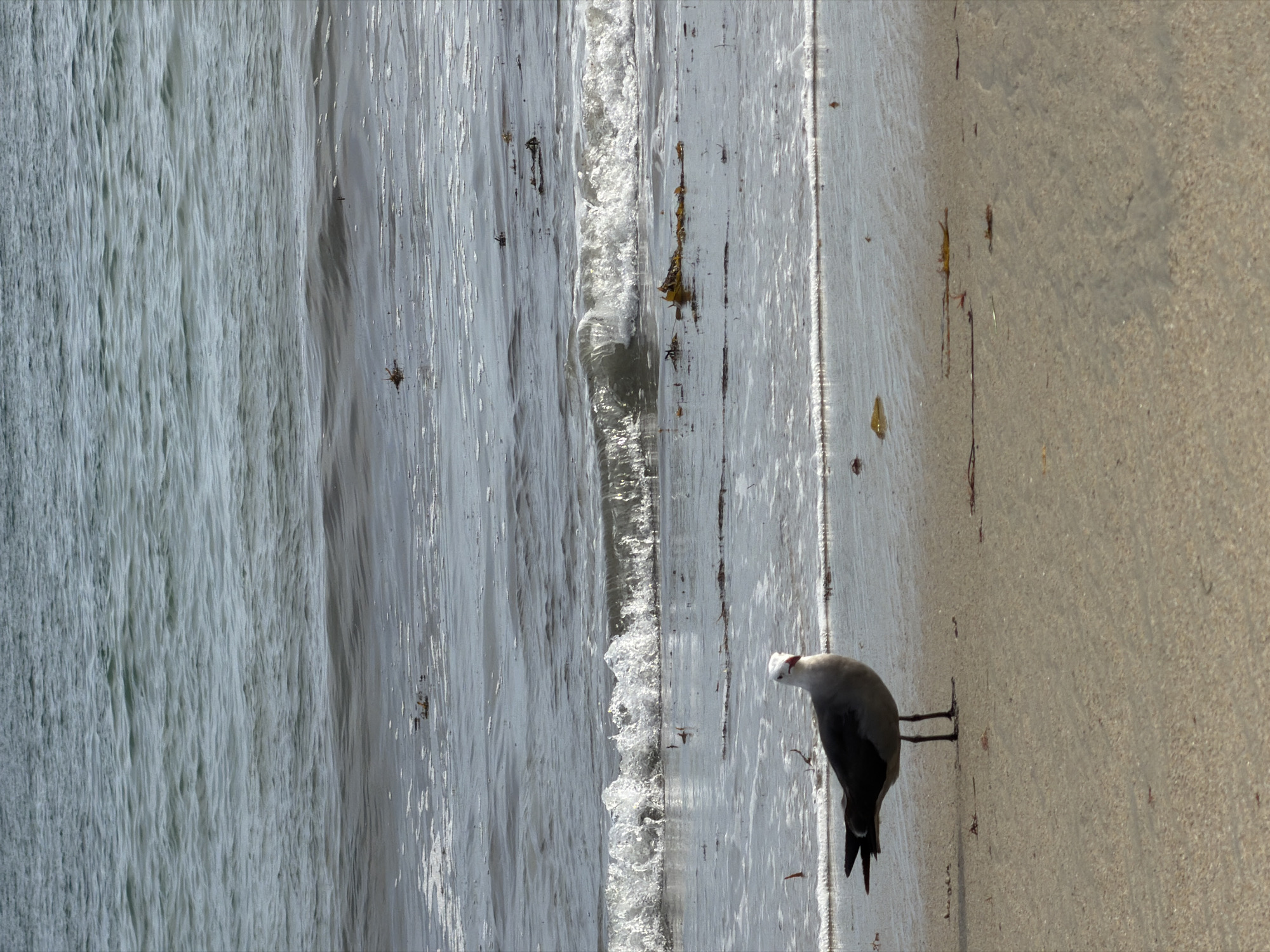 A seagull stands on a sandy beach in Laguna Beach, California, United States of America, facing left. The bird has white, grey, and black plumage, with a red mark on its beak. The ocean is in the background with gentle waves and scattered seaweed. The tide is low, revealing a wet sand line and some dry sand in the foreground. The lighting suggests it is daytime, possibly late afternoon or early morning due to the soft light.
