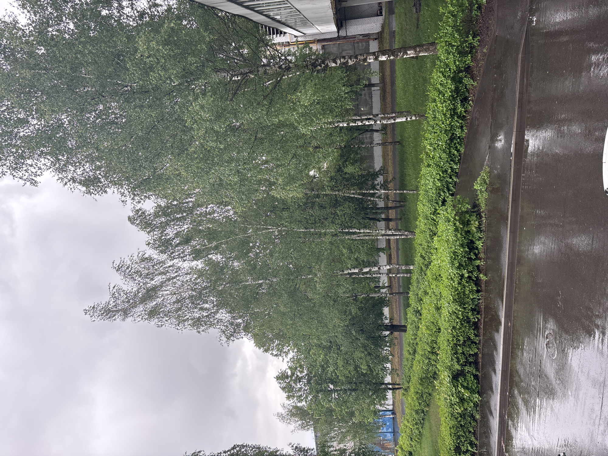 The image depicts a street scene in Rusanovo, Russia on a cloudy day. A row of birch trees lines the street on the left side. A green hedge runs parallel to the trees, separating them from the wet pavement on the right. The street surface is dark and reflects the sky, indicating recent rain. A building is partially visible above the trees in the background. No people are visible in the frame.