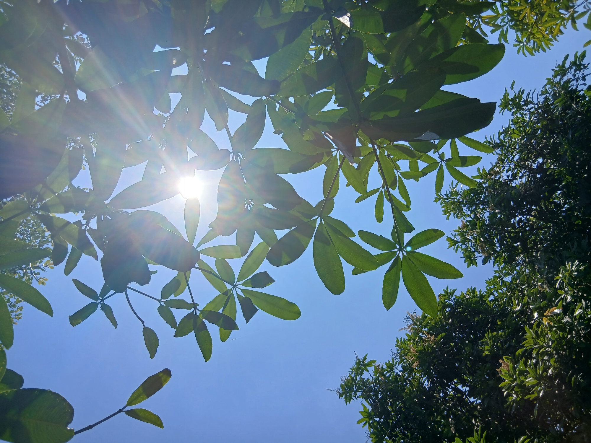 In the city of Sekarputih, Indonesia, a low-angle shot captures a canopy of lush green leaves against a clear, bright blue sky. The sun shines intensely, creating a lens flare effect that radiates outwards from its center, dappling the leaves with light. Some of the leaves are silhouetted by the sun, while others are illuminated, revealing their intricate veins. Below the main canopy, the dense foliage of more trees can be seen, their branches reaching upwards. The scene evokes a sense of warmth and the vibrancy of nature under a tropical sun.