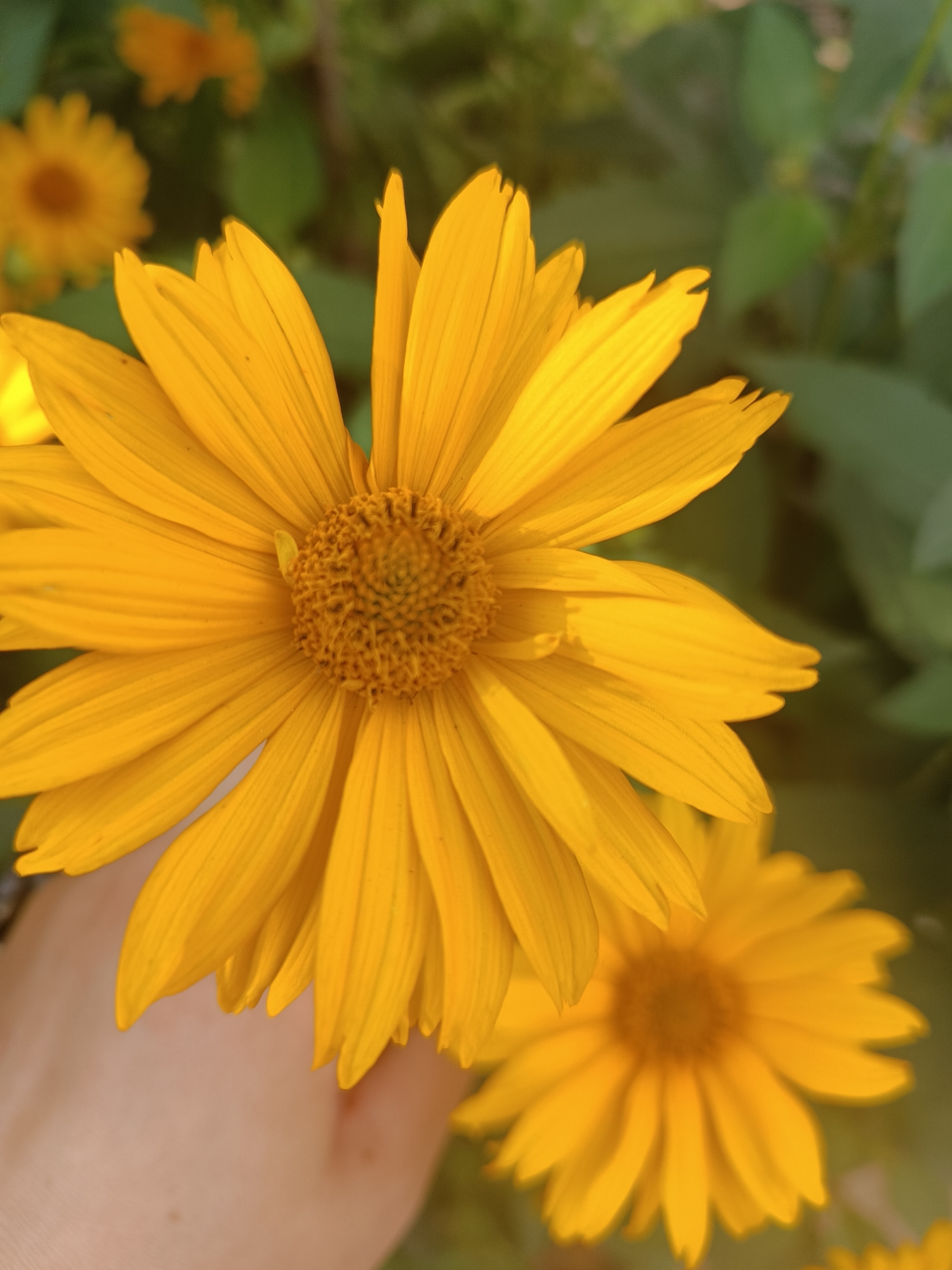 A close-up, eye-level, outdoor shot features a large, vibrant yellow daisy in the foreground. The daisy's center is a textured brown, surrounded by numerous bright yellow petals that radiate outwards. The petals have a slightly wavy texture and a matte finish. A human hand, with light skin and minimal detail, is visible in the lower left corner, gently holding the flower from behind. The background is blurred, showing more yellow flowers and green foliage, suggesting a garden or natural setting. The lighting suggests a sunny day, casting soft shadows and highlights on the flower. The image appears to be taken in Chaikovsky, Russia, though no specific landmarks are identifiable.