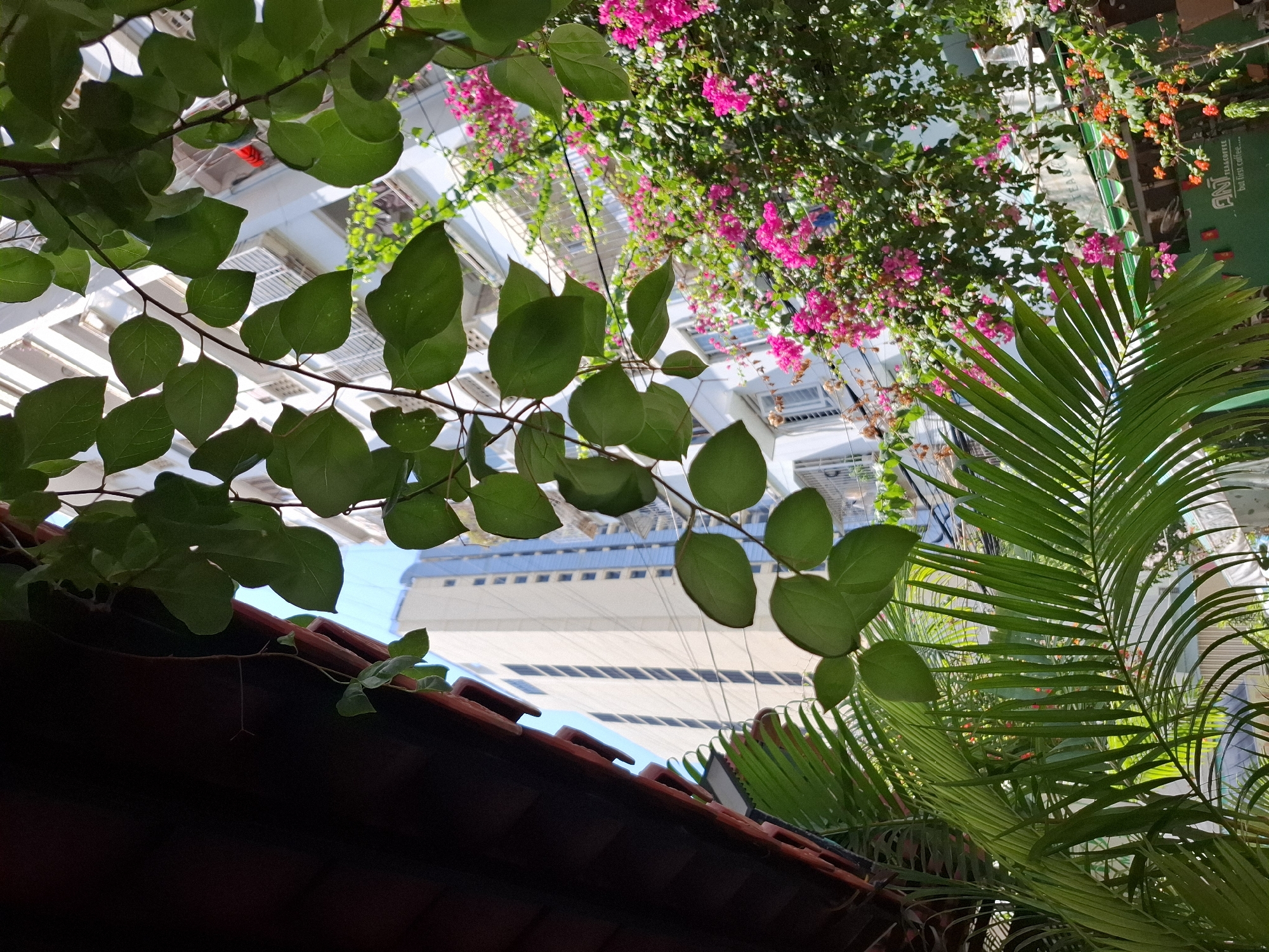 The image captures a view from under a dark brown awning, looking up towards a building in Nha Trang, Vietnam. Lush green foliage, including broad leaves and palm fronds, frames the scene. Pink and orange bougainvillea flowers cascade down the side of a white building, which features numerous windows with light-colored shutters. The building appears to be a multi-story structure, likely an apartment complex or hotel. A portion of a building with a green awning and signage is visible at the bottom right, with text that appears to read "AN TEA COFFEE but first coffee...". The sky is a clear blue, suggesting a sunny day. No people are visible in the image.