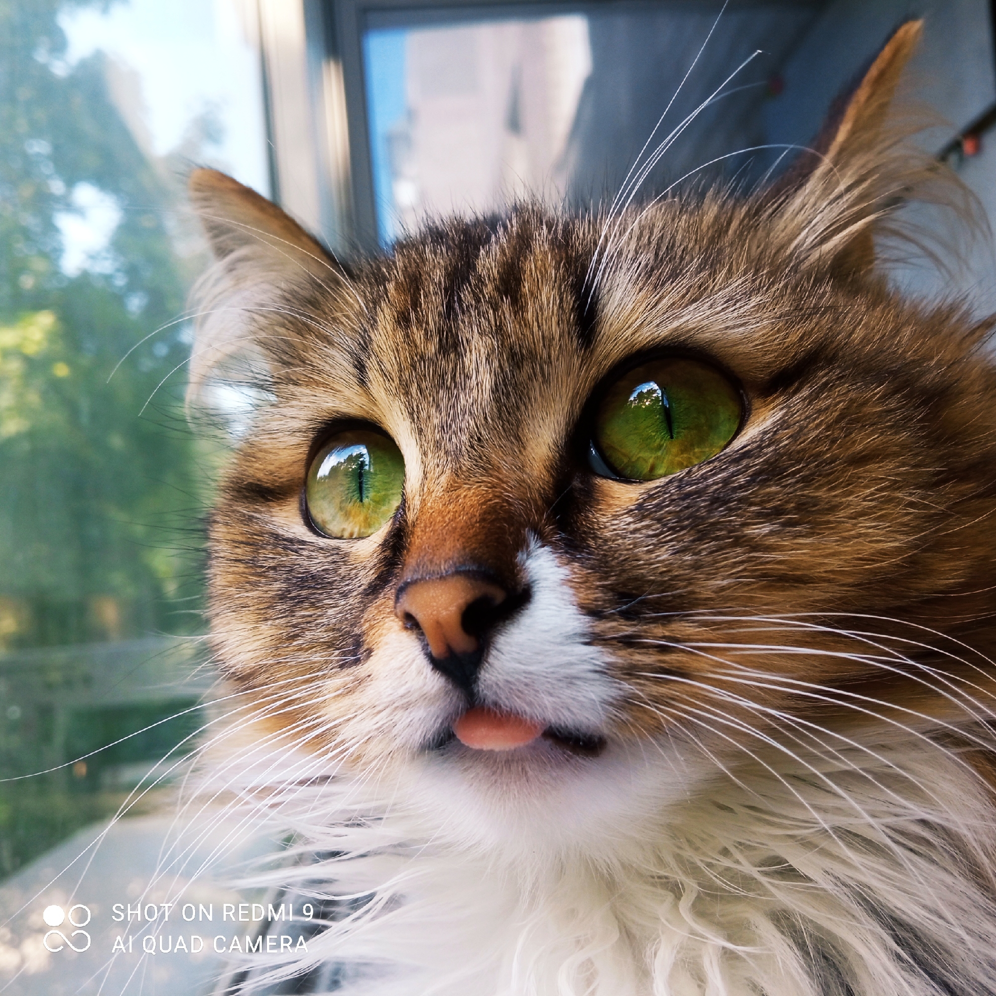 A close-up, eye-level shot focuses on the face of a long-haired cat, indoors and positioned near a window. The cat, with prominent green eyes reflecting the outside light, is looking towards the camera. Its tongue is slightly protruding, giving it a playful or curious expression. The background is blurred, showing green foliage and a building, suggesting an urban environment, possibly Chaikovsky, Russia, given the presence of a watermark indicating "SHOT ON REDMI 9 AI QUAD CAMERA". The lighting is bright and natural, highlighting the textures of the cat's fur and the detailed reflections in its eyes.