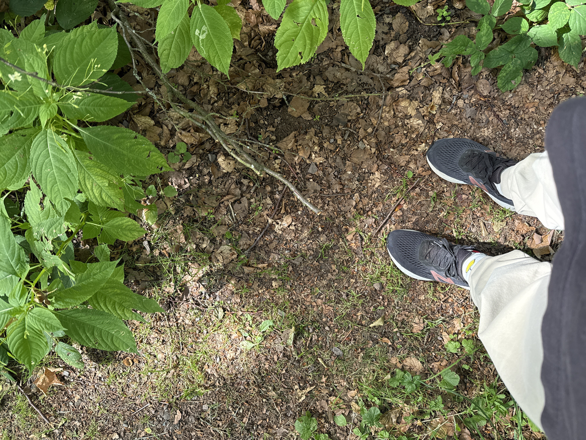The image shows a first-person perspective of someone standing on a forest floor. The ground is covered with brown leaves, dirt, and some patches of green grass. There are also some green leafy plants and branches from trees scattered around. The person is wearing light-colored pants and dark athletic shoes with pink accents. The scene appears to be in a natural, outdoor environment. The location is in the city of Bad Sachsa, Germany.