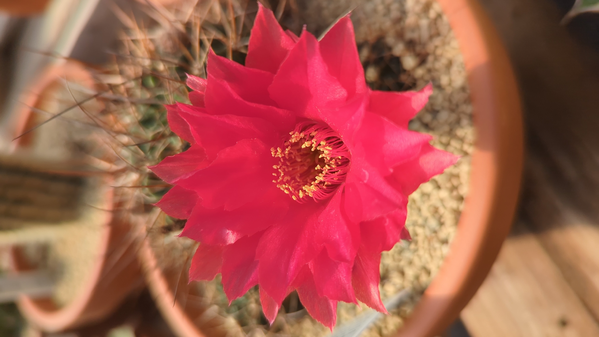 A vibrant red cactus flower, in full bloom, dominates the center of the frame, its delicate petals unfurling outwards. The flower is situated in a terracotta pot filled with small, light-colored pebbles. Behind the prominent bloom, the spiky green body of the cactus is visible, along with its sharp, brown spines. The background is softly blurred, showing more terracotta pots with similar pebble-filled soil, suggesting a greenhouse or garden setting. The lighting indicates a bright, sunny day, casting subtle shadows. The image does not contain any people or identifiable landmarks of Laval, Canada.