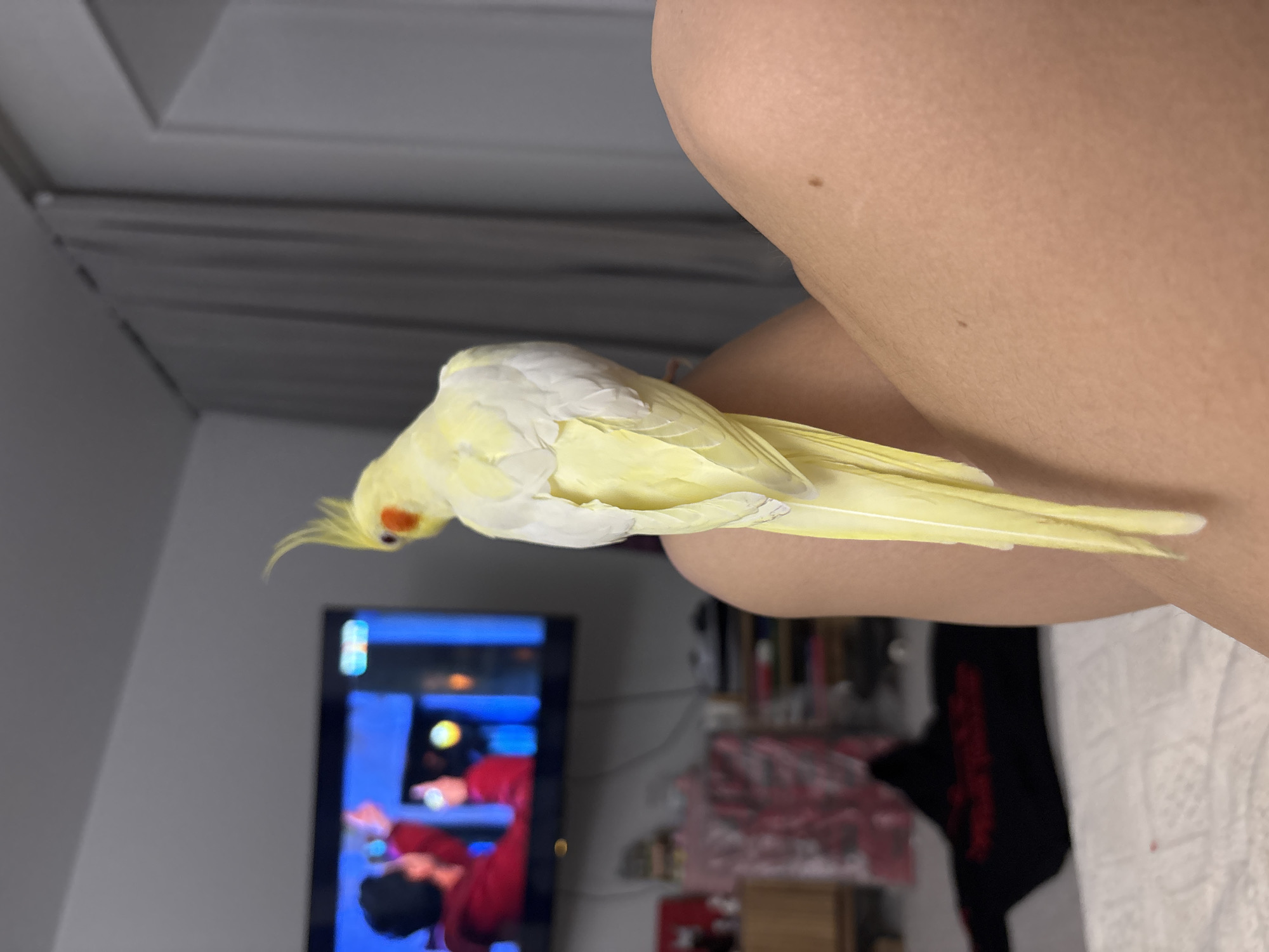 A yellow cockatiel is perched on a person's arm or leg. The bird has a yellow body with white wing feathers and a yellow crest with orange cheek patches. In the background, there is a television and other household items on shelves and a table. The location is not discernible to be in Krasnoyarsk, Russia.