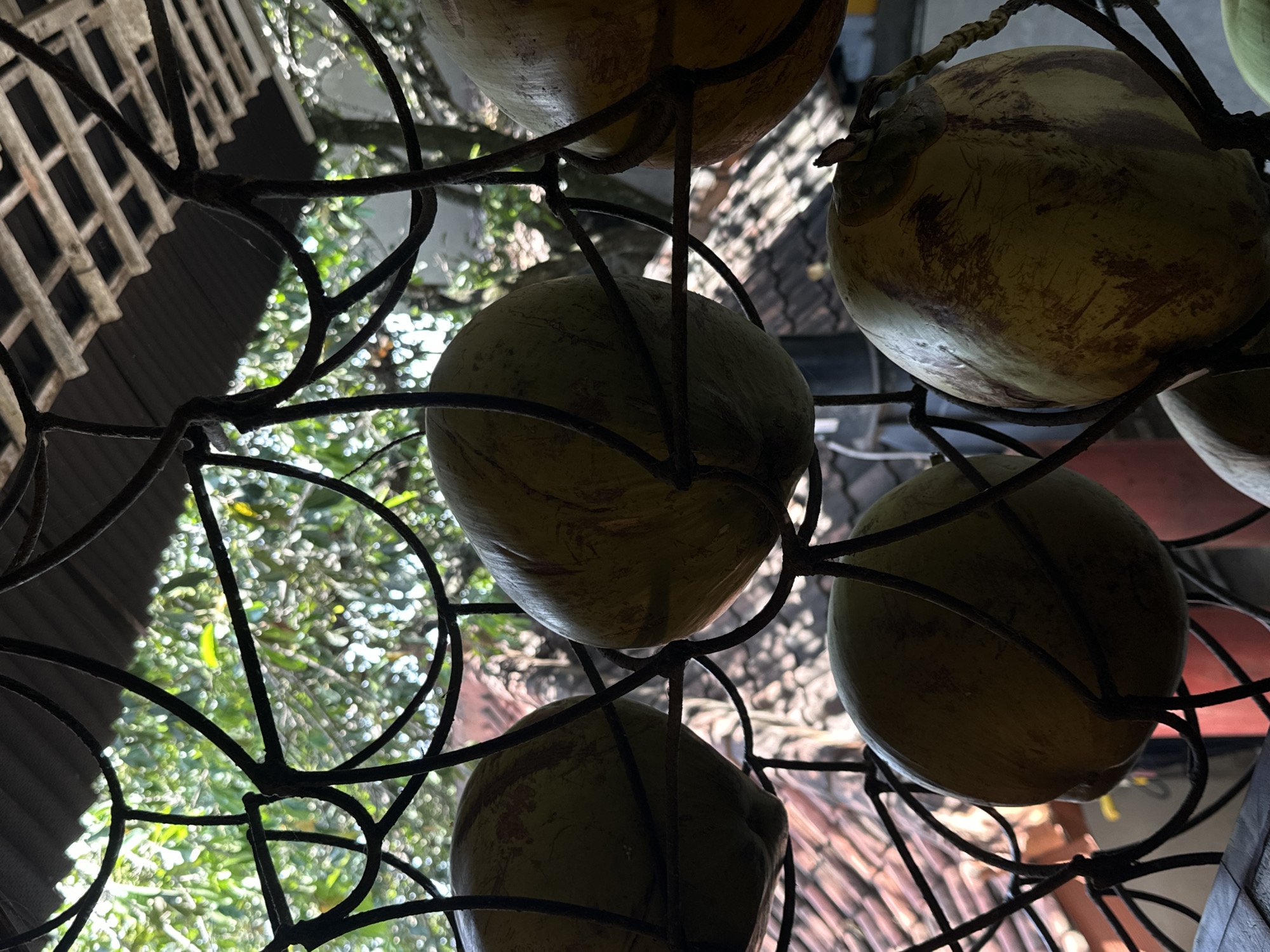 The image shows several young coconuts encased in a black metal cage. The coconuts are light green and yellow. The background includes a lattice structure, foliage, and a glimpse of a roof tile. The scene appears to be in Jimbaran, Indonesia.