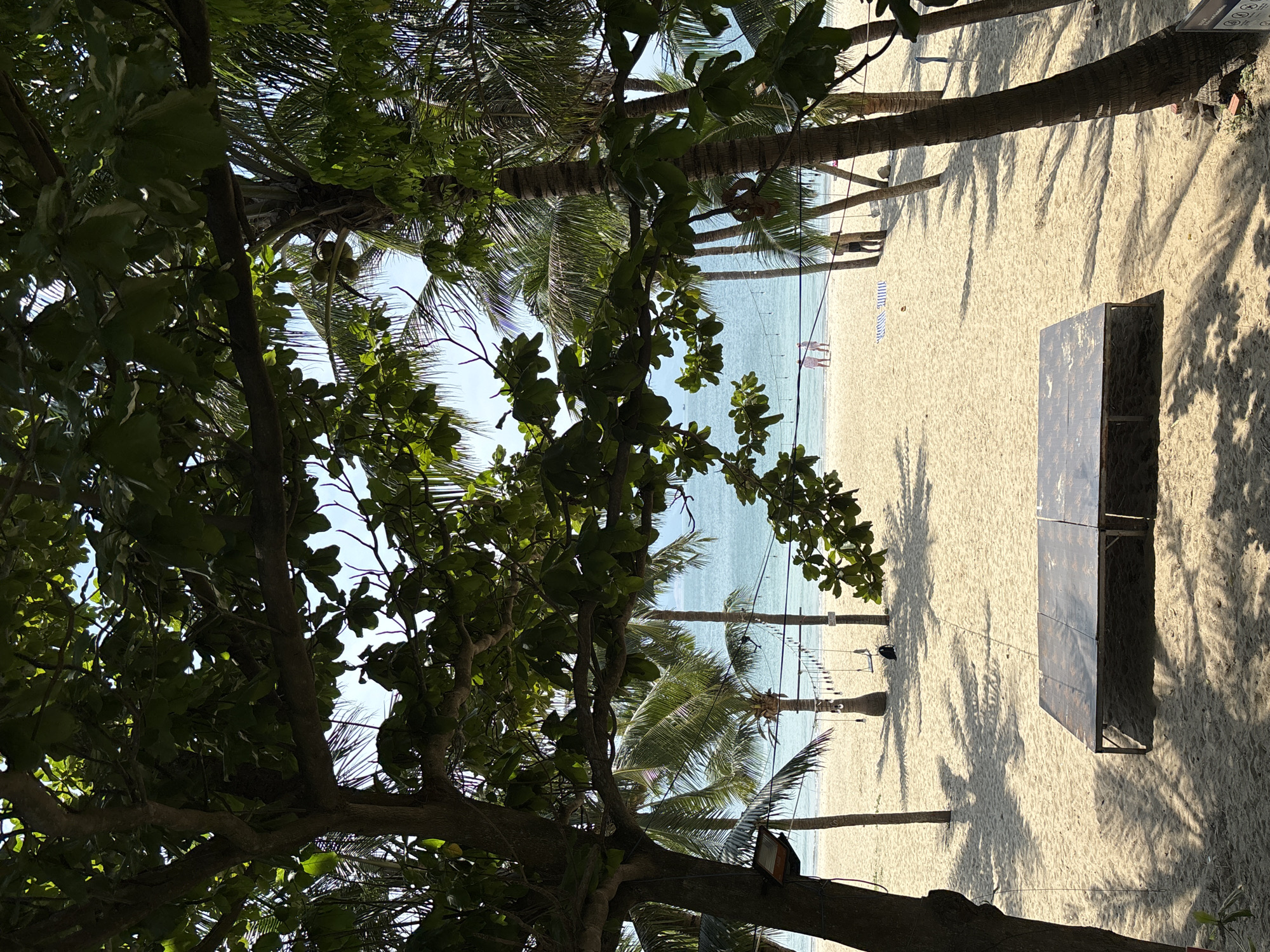 The image shows a beach scene in Đà Nẵng, Vietnam. Palm trees line the beach, casting shadows on the sand. The turquoise sea is visible in the distance, with a few people standing near the water's edge. A dark rectangular object, possibly a table or bench, sits on the sand in the foreground. A large tree with dense green leaves occupies the left side of the image, obscuring part of the view.