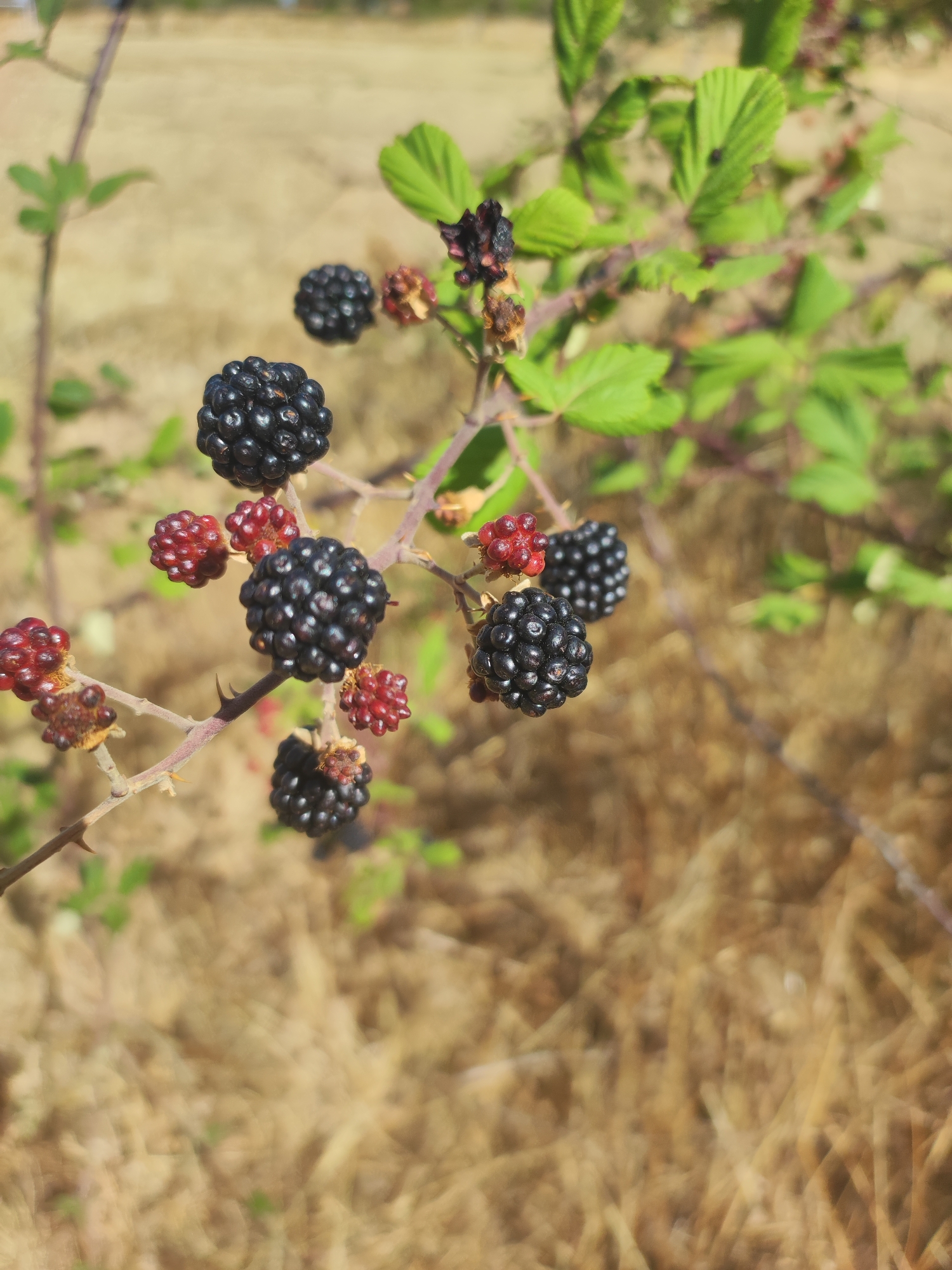 A close-up, eye-level shot focuses on a cluster of ripe blackberries and unripe red berries growing on a thorny branch. The blackberries are deep black, glossy, and composed of numerous drupelets. The red berries are smaller and have a more segmented appearance. The branch itself is thin and covered in sharp thorns. In the background, out of focus, is dry, yellowish-brown vegetation, suggesting a rural or natural environment. The lighting appears to be natural sunlight, creating highlights on the berries and casting subtle shadows. There are no people or animals visible in the image. The scene depicts a natural, uncultivated growth of berries.
