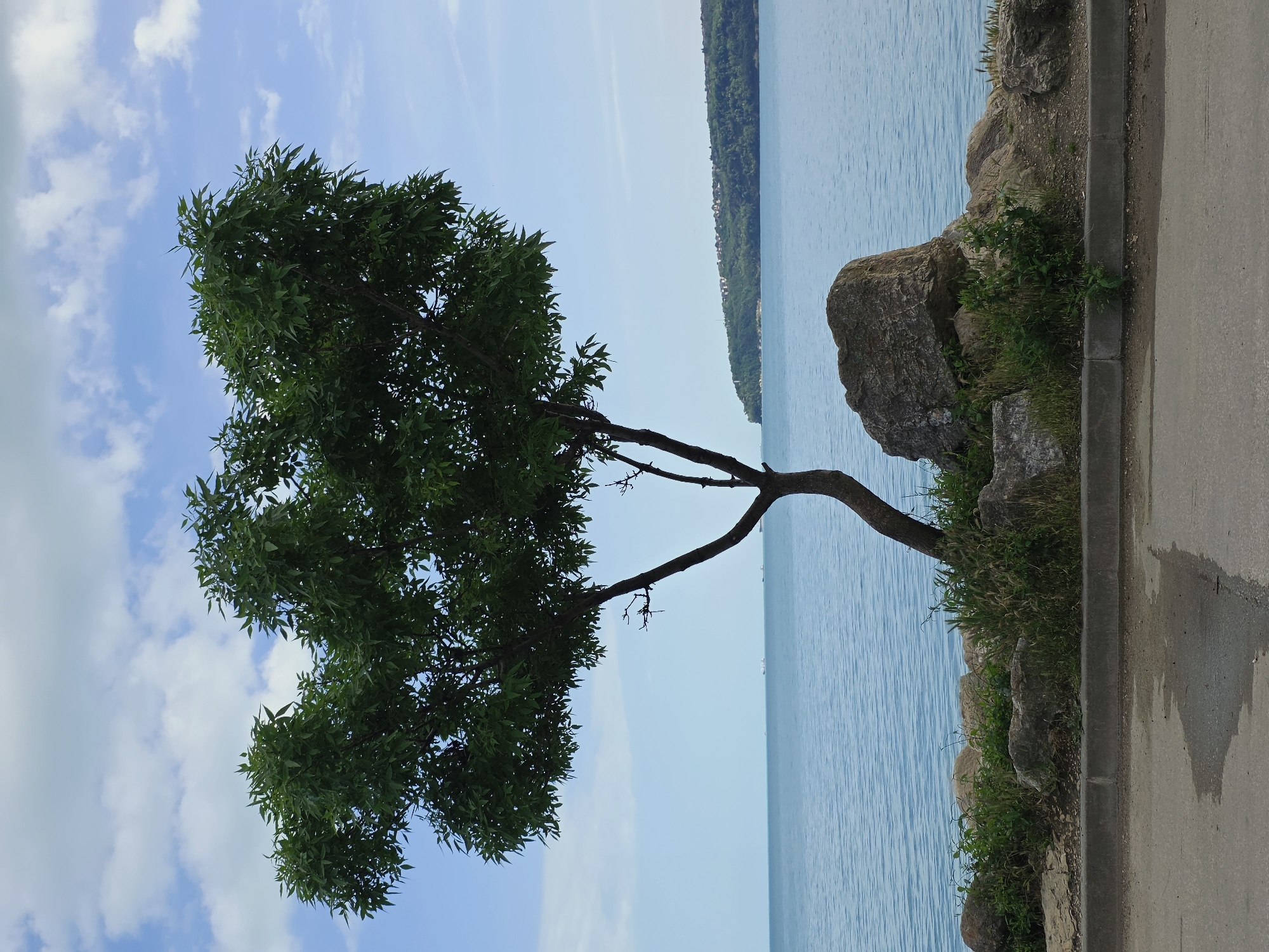 The image shows a tree growing sideways from a rocky embankment next to a paved path in Varna, Bulgaria. The tree has a full, green canopy and two main branches extending toward the blue water. In the background, there is a strip of land with green vegetation. The sky above is light blue with scattered white clouds. A large rock and smaller rocks are part of the embankment between the path and the water. The image appears to be taken during the day with natural light.