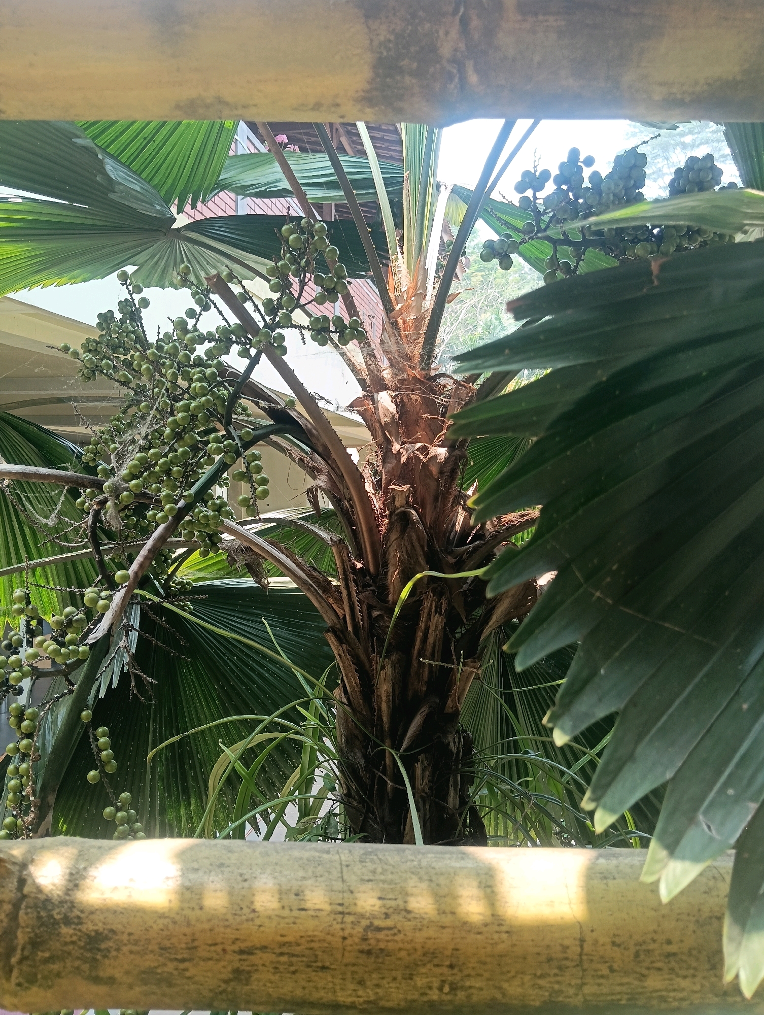 A palm tree with green fruit is pictured in Sempu, Indonesia, seen through a bamboo railing. The palm tree has a thick, fibrous trunk and large, fan-shaped green leaves. Clusters of small, round green fruits hang from branches among the leaves. In the background, out-of-focus buildings and greenery are visible. Sunlight streams through the leaves and the bamboo, creating dappled light and shadows on the foreground railing. The overall scene suggests a tropical or subtropical environment.