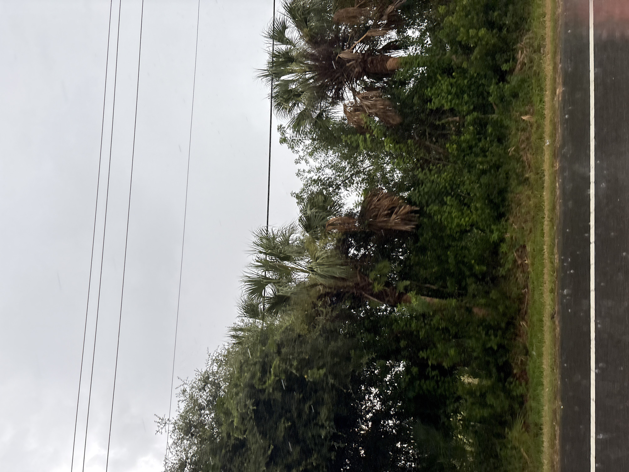 The image shows a cloudy sky with power lines running horizontally across the upper portion. Below the power lines is a dense line of green trees and palm trees, with some of the palm fronds appearing brown and dry. The foliage creates a lush, natural border. In the foreground, a wet, dark asphalt road is visible with a white line running across it. The road surface appears reflective, suggesting recent rain. The overall scene depicts an outdoor environment, possibly a roadside in Bradenton, United States, under overcast conditions.