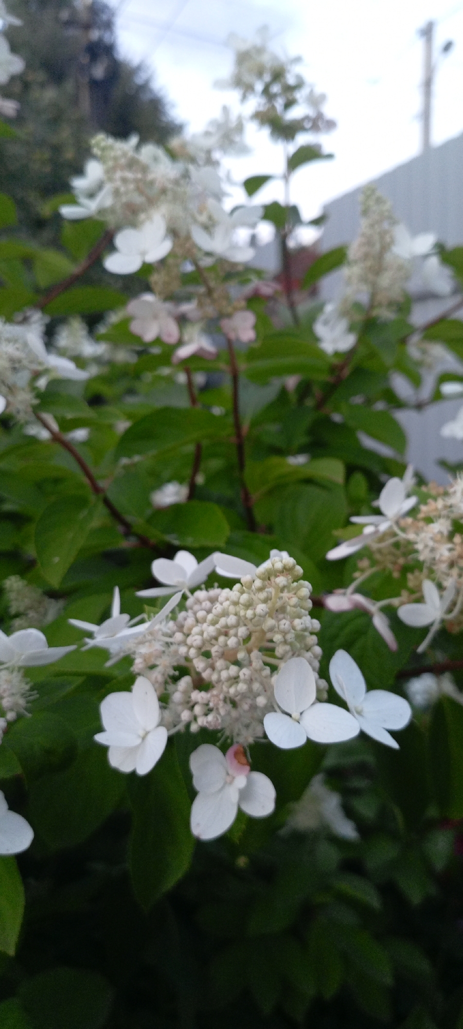 The image shows a close-up of white hydrangea flowers blooming in what appears to be a garden or yard. The flowers are delicate and clustered together, with some individual petals visible. They are set against a backdrop of lush green leaves. In the background, a pale gray fence and some distant trees are visible, suggesting an outdoor urban or suburban setting. The sky above is overcast, casting a soft, diffused light on the scene. The image is taken from a low angle, looking up at the flowers. The location is specified as Zyuizino, Russia, which implies this is likely a residential area with gardens or parks. There are no people or specific actions depicted in the image.
