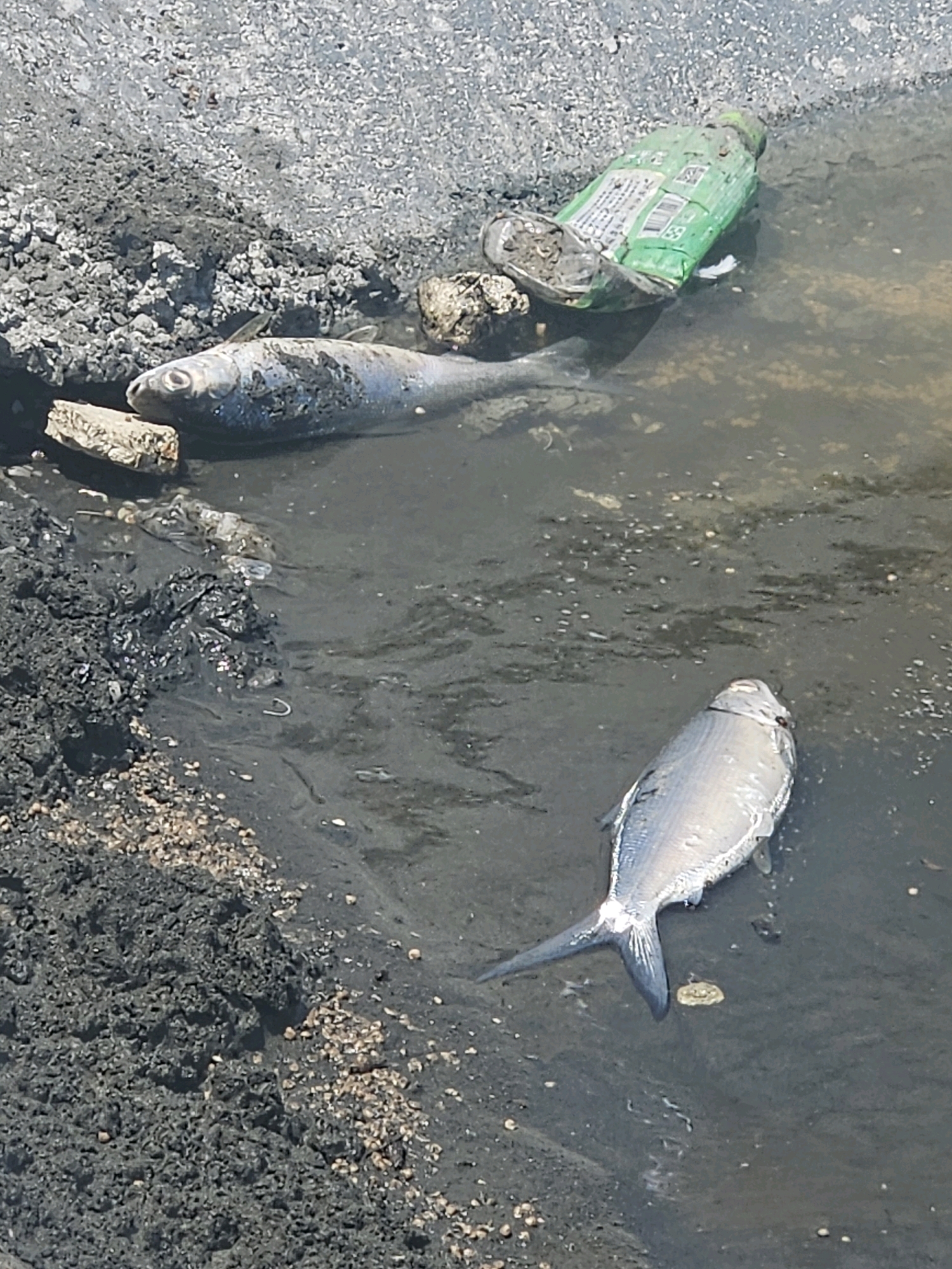 In the city of Taixi Township, Taiwan, a dead fish lies in a muddy puddle next to a discarded green plastic bottle. The fish's scales are visible, and it appears to be covered in dirt. The bottle is dented and dirty, with some of its label still attached. The surrounding area is made up of dark soil and small pebbles. Another dead fish is partially submerged in the water, with debris scattered around it. The scene suggests a polluted or neglected environment.