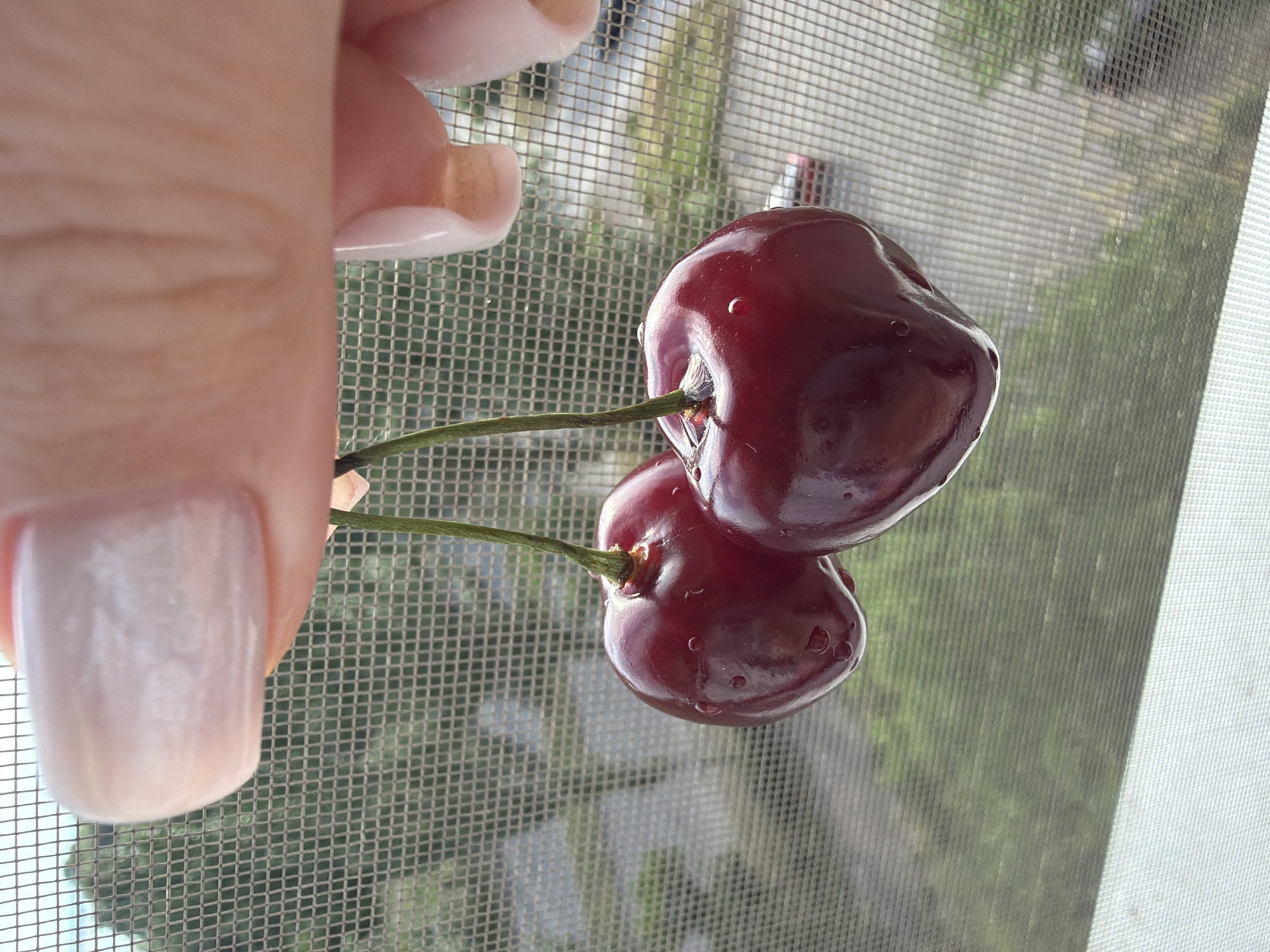 A close-up shot shows two ripe cherries with water droplets suspended from a hand against a blurred outdoor background seen through a screen. The cherries are deep red and plump, attached by thin green stems. The hand holding them is adorned with a light-colored nail polish. The screen, with its mesh pattern, dominates the foreground and midground, obscuring the details of the environment beyond. The background reveals greenery and some structures, suggesting an outdoor setting, possibly in a residential area. The lighting is bright, indicating daylight. The composition is centered on the cherries and the hand, creating a simple yet appealing still life.