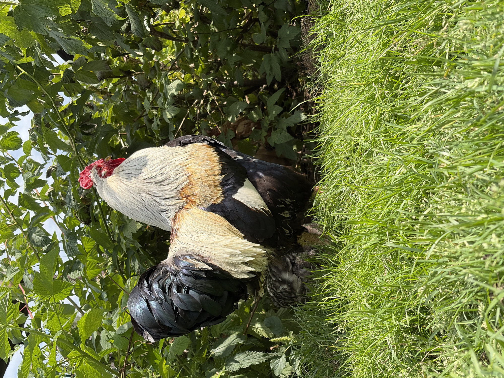A rooster with black, white, and tan feathers stands in lush green grass, facing right. It has a red comb and wattle. Behind the rooster, a dense area of green foliage forms a backdrop. The scene is outdoors, under daylight. No specific location in the city of Узяр, Russia, can be determined from the image.