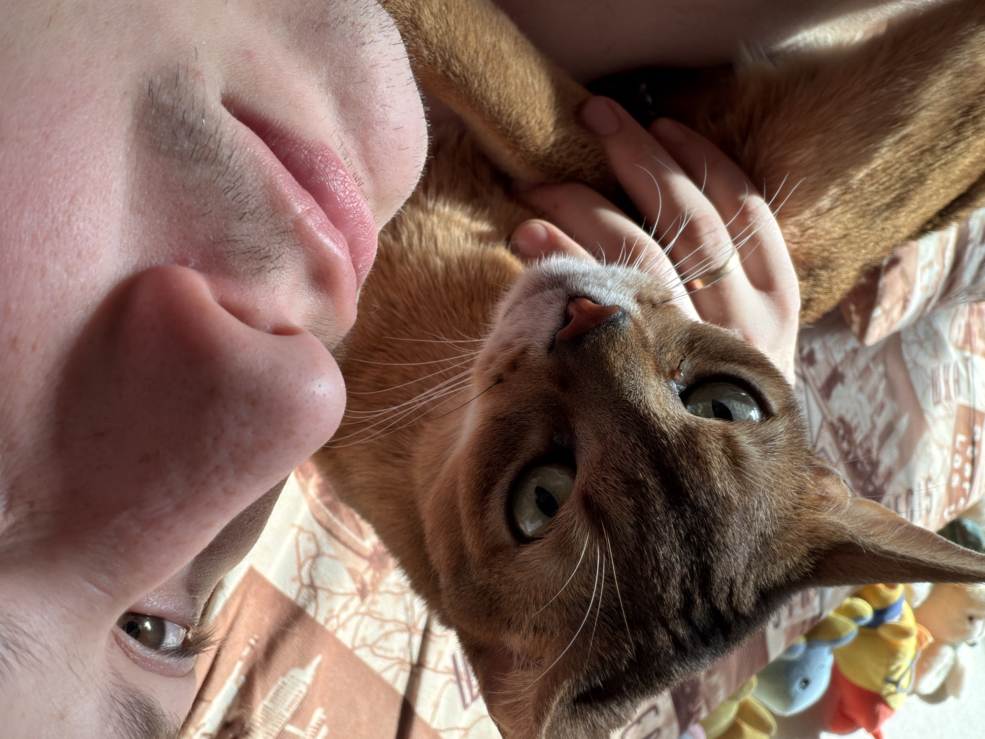In Chaikovsky, Russia, an indoor close-up photograph captures a human and a cat in intimate proximity. On the right, the partial face of a human is visible, including the right eye with a dark iris, a fair-skinned nose with visible pores, and an upper lip with light stubble. A human right hand, adorned with a plain gold-colored ring on the ring finger, is positioned on the left, gently contacting the cat's neck and chest area. The cat, exhibiting short, reddish-brown fur with subtle tabby markings and prominent white whiskers, occupies the left side of the frame, looking forward with green eyes. The background is a blurred patterned fabric in shades of light brown and beige, behind which several out-of-focus colorful stuffed toys, including a yellow and red figure and a blue animal, are discernible. The scene is illuminated by natural light, casting distinct highlights and shadows.