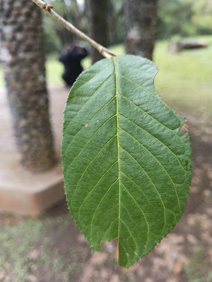 The image primarily features a vibrant green leaf in sharp focus, positioned in the foreground and occupying the majority of the frame. The leaf displays distinct venation, a textured surface, and serrated edges. Noteworthy imperfections include a bite or tear mark on its upper right edge and a smaller irregularity on its lower left. A thin, light brown branch extends diagonally from the upper left, partially obscured by the leaf.
In the blurred background, several tree trunks with rough bark are visible. One prominent tree trunk is situated to the left of the image, with its base appearing to rest on a light-colored, possibly concrete or stone, structure. Further back, a dark, indistinct, human-like figure is visible, heavily blurred and partially obscured by a tree trunk on the left. The figure appears to be in a crouched or bent posture. The ground surface in the background is a mix of green grass and areas of exposed earth or fallen leaves, indicative of an outdoor, park-like environment. The specific location in the city of Tah, Vietnam, cannot be independently verified from the visual information presented in the image.