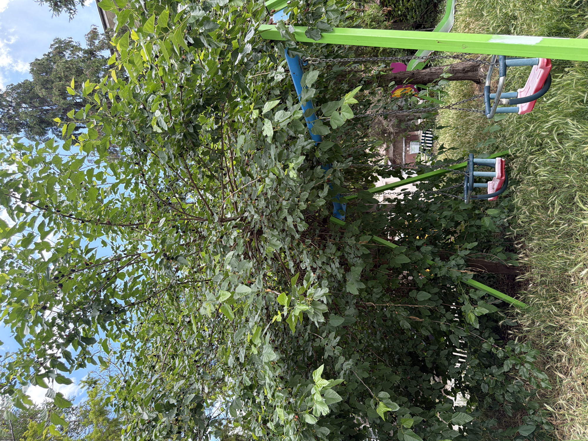 The image depicts a mulberry tree laden with ripe mulberries, overhanging a playground structure with two swings. The playground frame is painted bright green, and the swings have blue and pink seats. Tall grass and weeds surround the playground. In the background, a building and a tall tree are visible. The scene is likely located in Pazardzhik, Bulgaria, given the context. There are no people visible in the image. The lighting suggests it is daytime, possibly late afternoon due to the shadows. The overall impression is one of a natural setting within an urban or suburban environment.