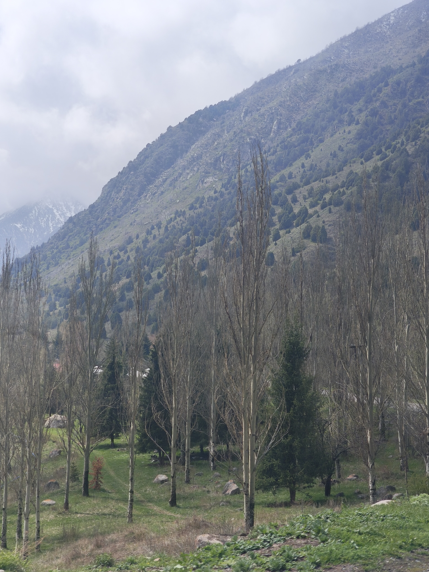 The image depicts a mountainous landscape in Kashka Suu, Kyrgyzstan. In the foreground, a sparse forest consists of tall, slender, leafless trees intermixed with a few green conifers. The ground is covered in green grass with scattered rocks. In the background, a mountain slope is covered in low-lying vegetation, with some snow visible on the peaks. The sky is overcast with a thick layer of clouds.