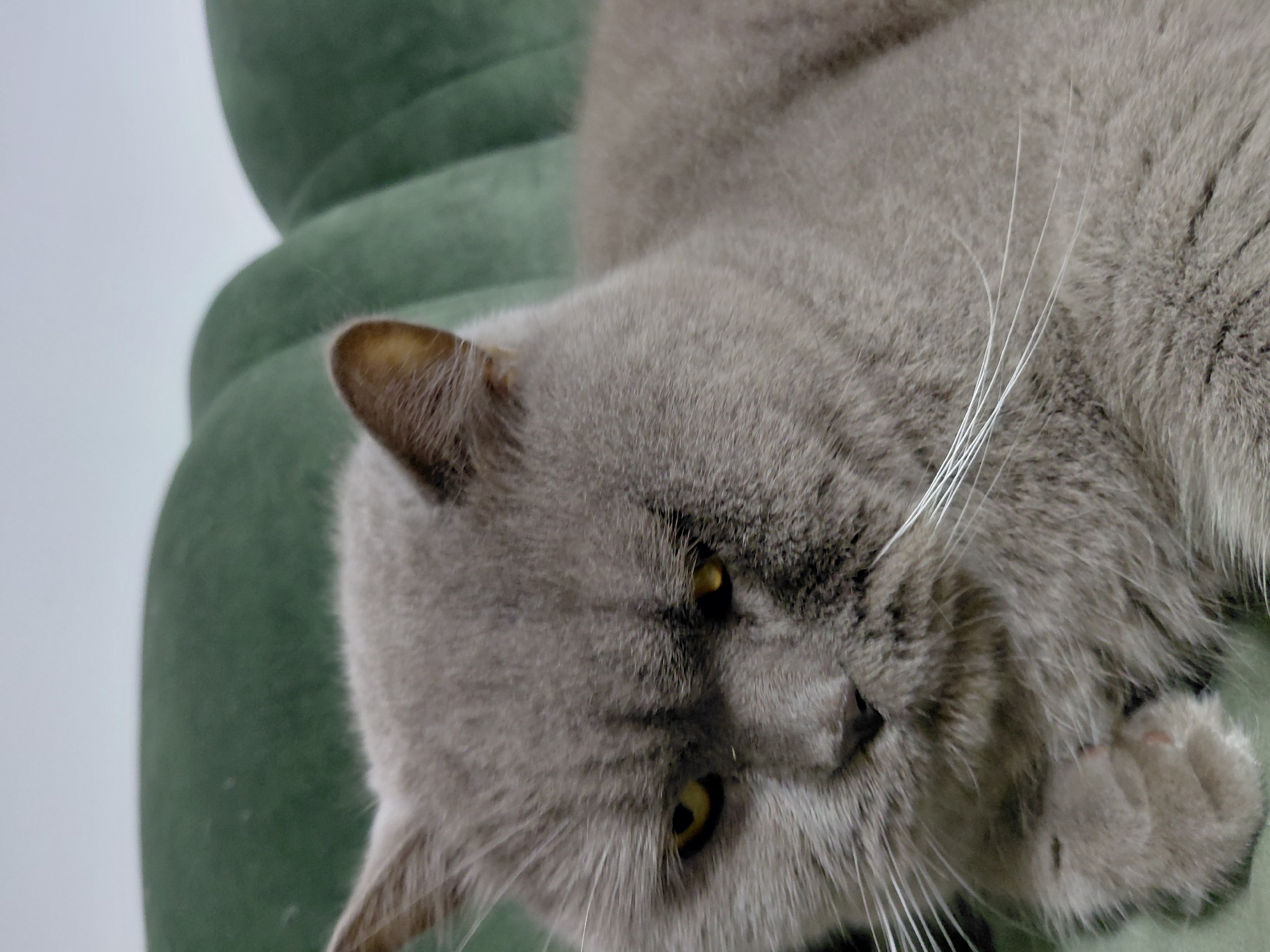 A close-up, waist-up, portrait-style photograph shows a fluffy, grey British Shorthair cat resting on a plush, green sofa. The cat's expression is solemn, with its yellow eyes narrowed. Its whiskers are long and white, fanning out from its snout. The cat's left paw is visible, resting on the sofa cushion. The background is out of focus, with only the curves of the green sofa and a hint of a white wall visible. The lighting is soft, with no harsh shadows.