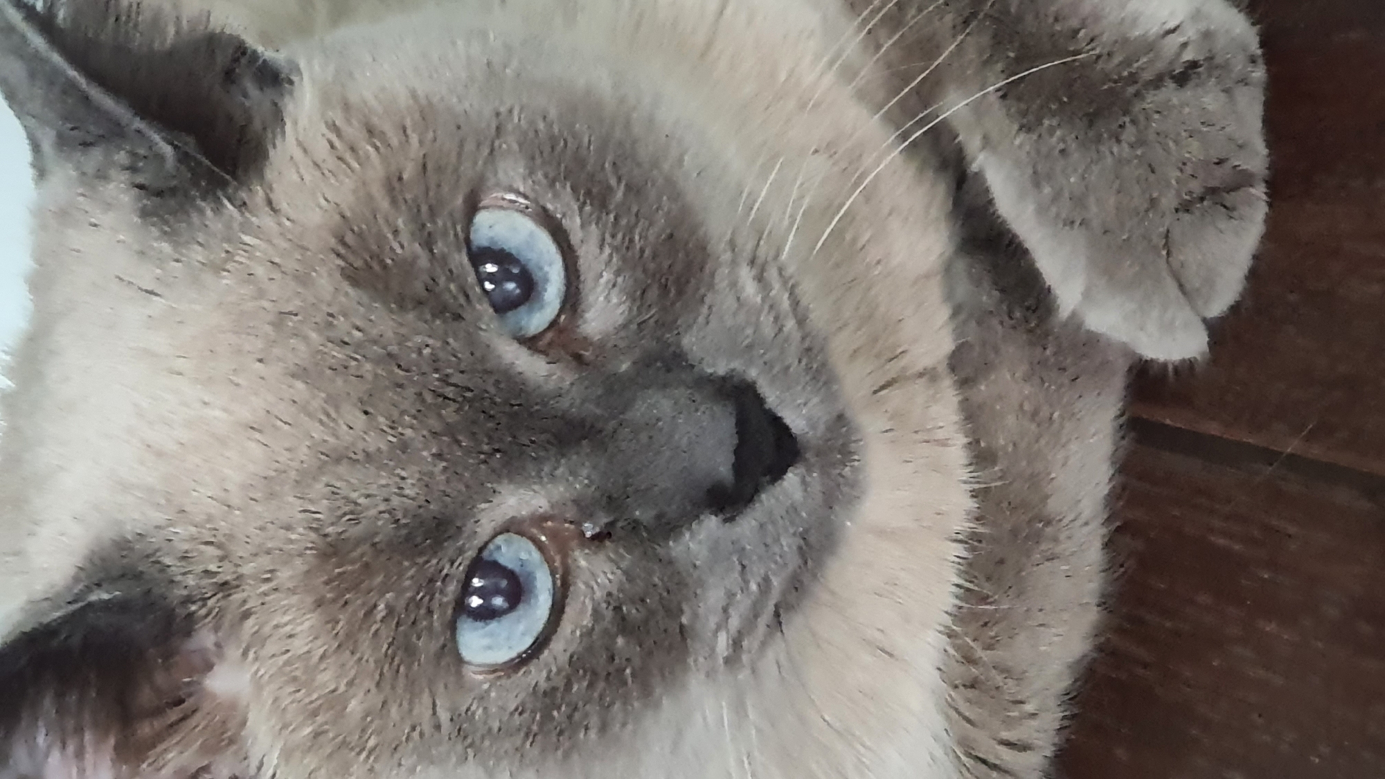 A close-up, head-on, vertical shot shows a Siamese cat with striking blue eyes. The cat's fur is a light brown with darker brown points on its ears and face. Its gaze is directed forward, and one of its paws is visible in the lower right corner. The background is dark and out of focus, suggesting the cat is indoors. No specific location within Krasnoyarsk, Russia, can be determined from the image.