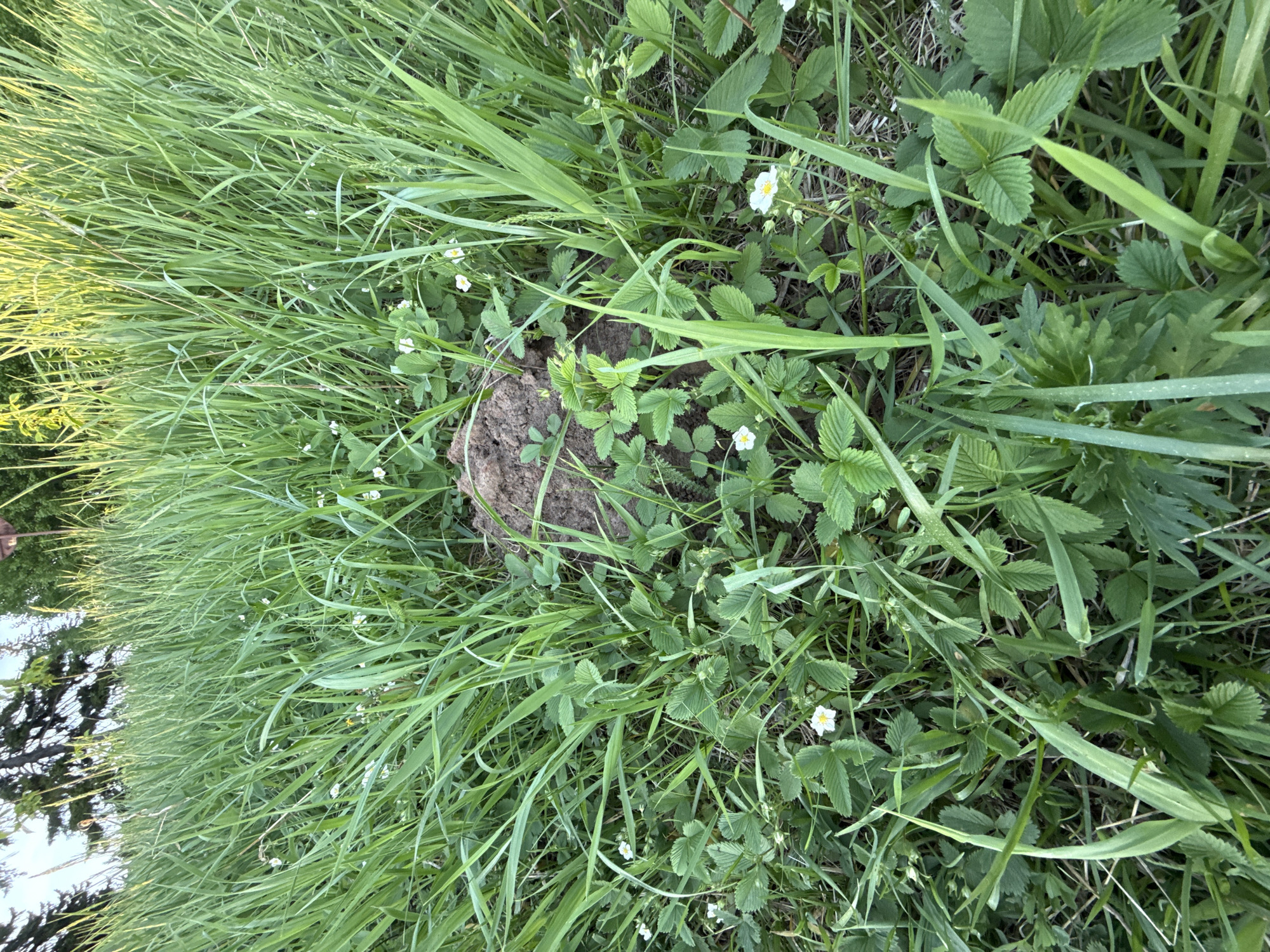 The image shows a close-up view of a patch of grass and other vegetation in an outdoor setting. In the center of the frame is a mound of dark soil. The surrounding vegetation includes tall green grasses and plants with small, three-lobed leaves that have small white flowers, which may be wild strawberries. The overall impression is one of untended nature, overgrown with varied plants and grasses. There is no indication this is in Izhevsk, Russia.